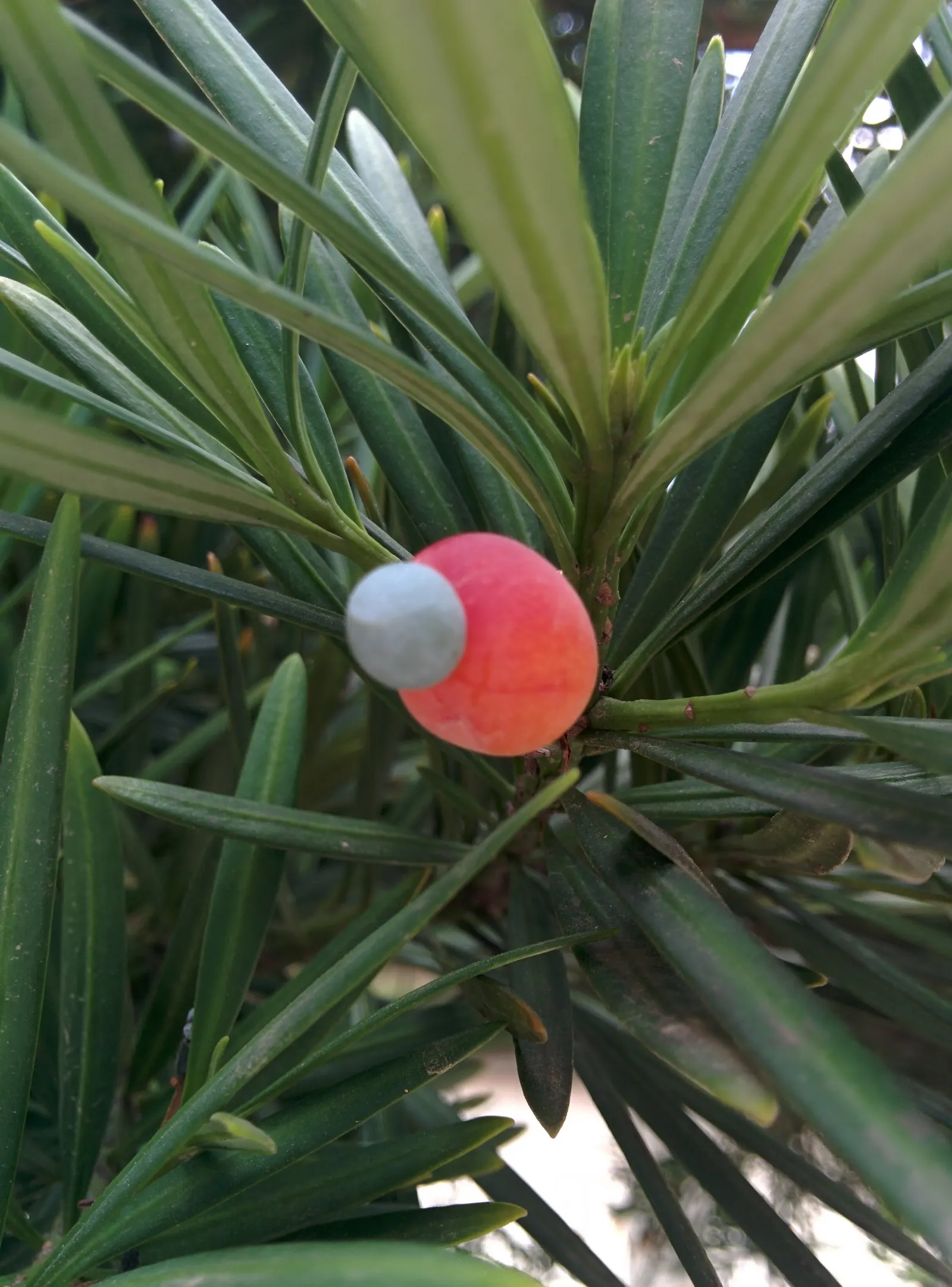Yew Pine (Podocarpus Macrophyllus) — this plant is low-maintenance; its slender, leathery leaves are dark green, providing year-round interest