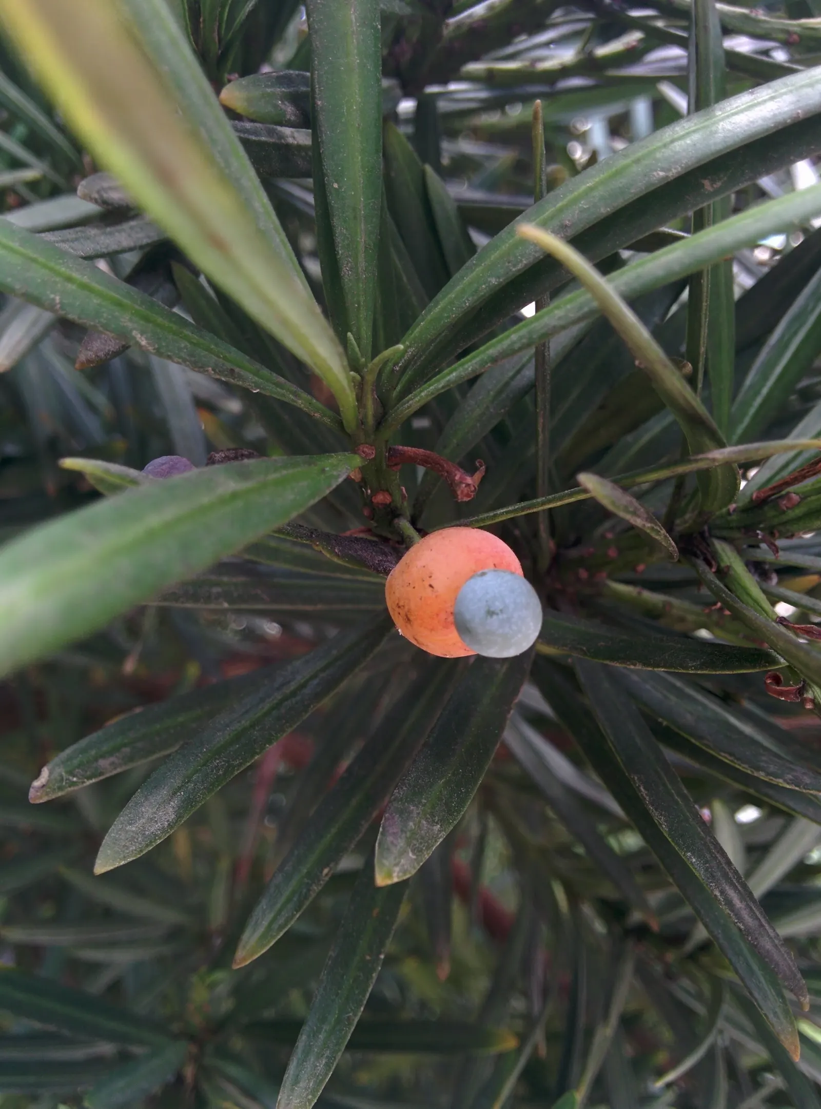 Yew Pine (Podocarpus Macrophyllus) — Often reaching heights between 8 to 10 feet and a spread of about 3 to 4 feet; its slender, leathery leaves, image 65