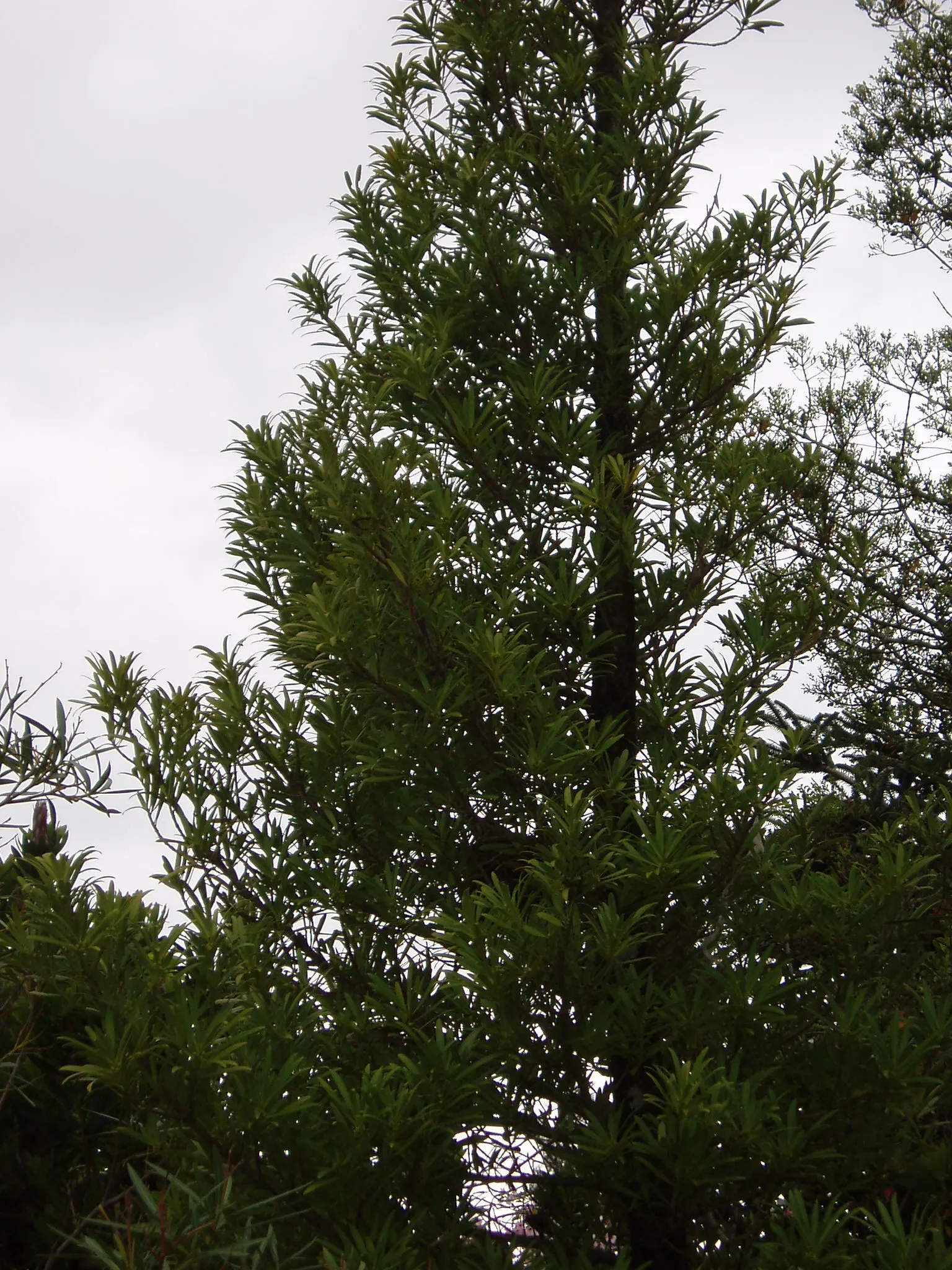 Yew Pine (Podocarpus Macrophyllus) — or foundation plantings.<br><br>Noted for its dark green; consider its slow growth rate and potential size at, image 96