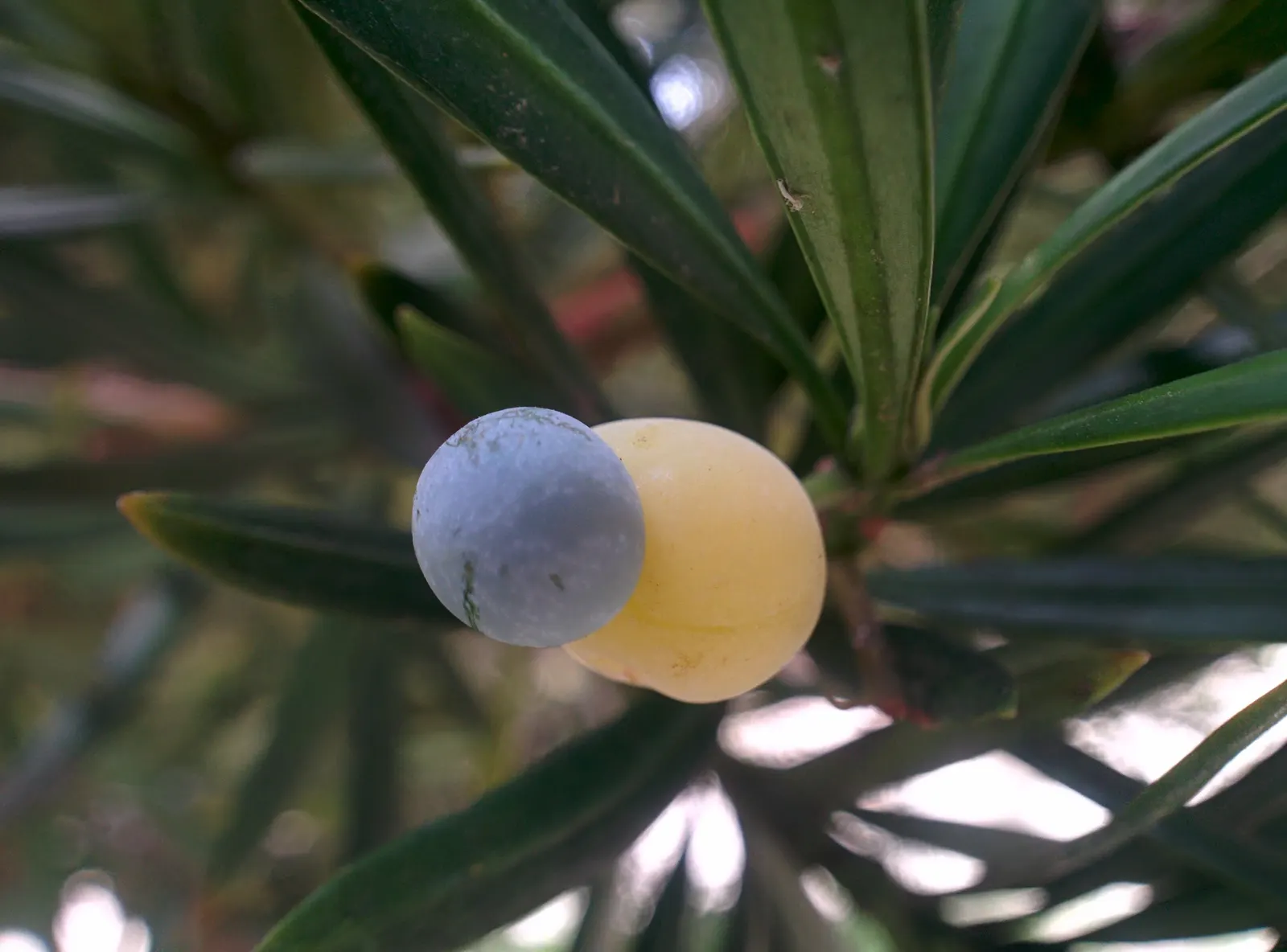 Yew Pine (Podocarpus Macrophyllus) — conifer / shrub / tree for full or half or shade; consider its slow growth rate and potential size at maturity