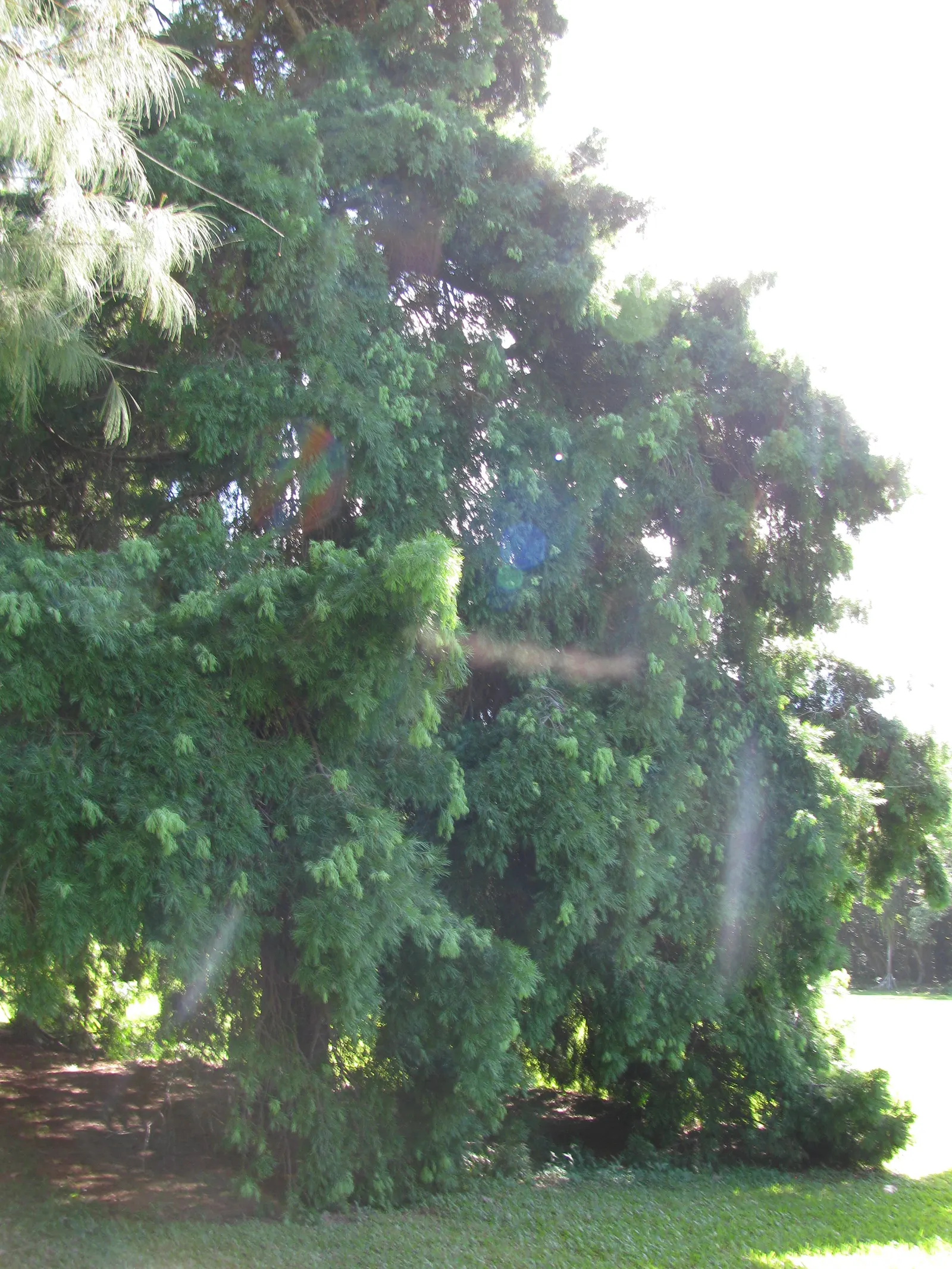Yew Pine (Podocarpus Macrophyllus) — soft texture synonymous with traditional yews; providing a steadfast backdrop to other garden, image 71