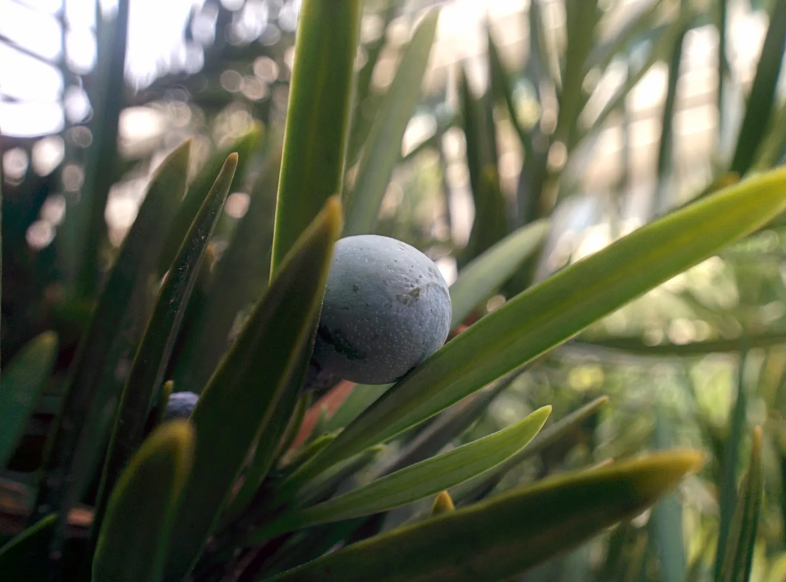 Yew Pine (Podocarpus Macrophyllus) — Its slender, leathery leaves are dark green, providing year-round interest; consider its slow growth rate and, image 60
