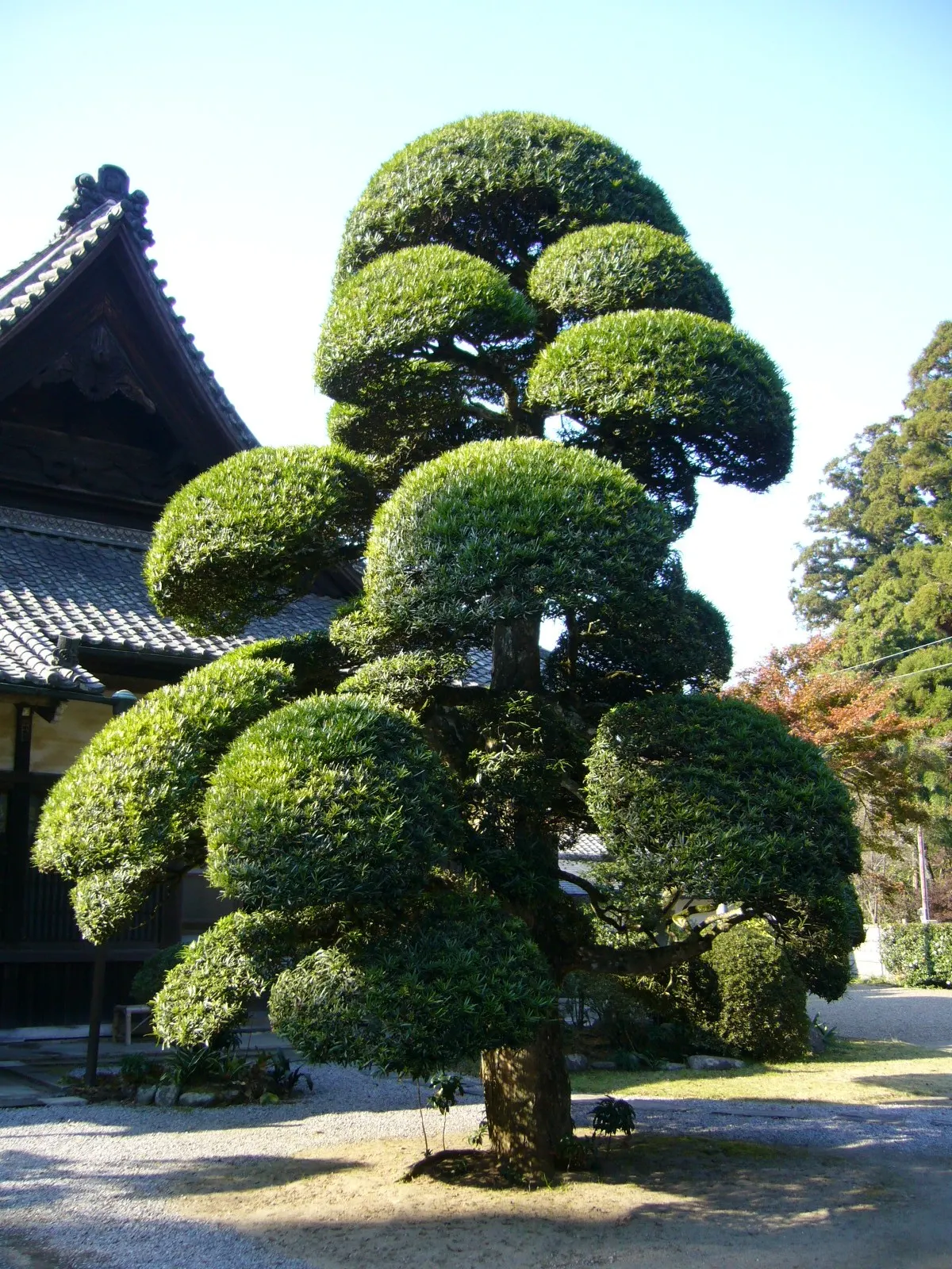 Yew Pine (Podocarpus Macrophyllus) — allowing it the space to flourish without the need for frequent trimming; making it an ideal selection for, image 82