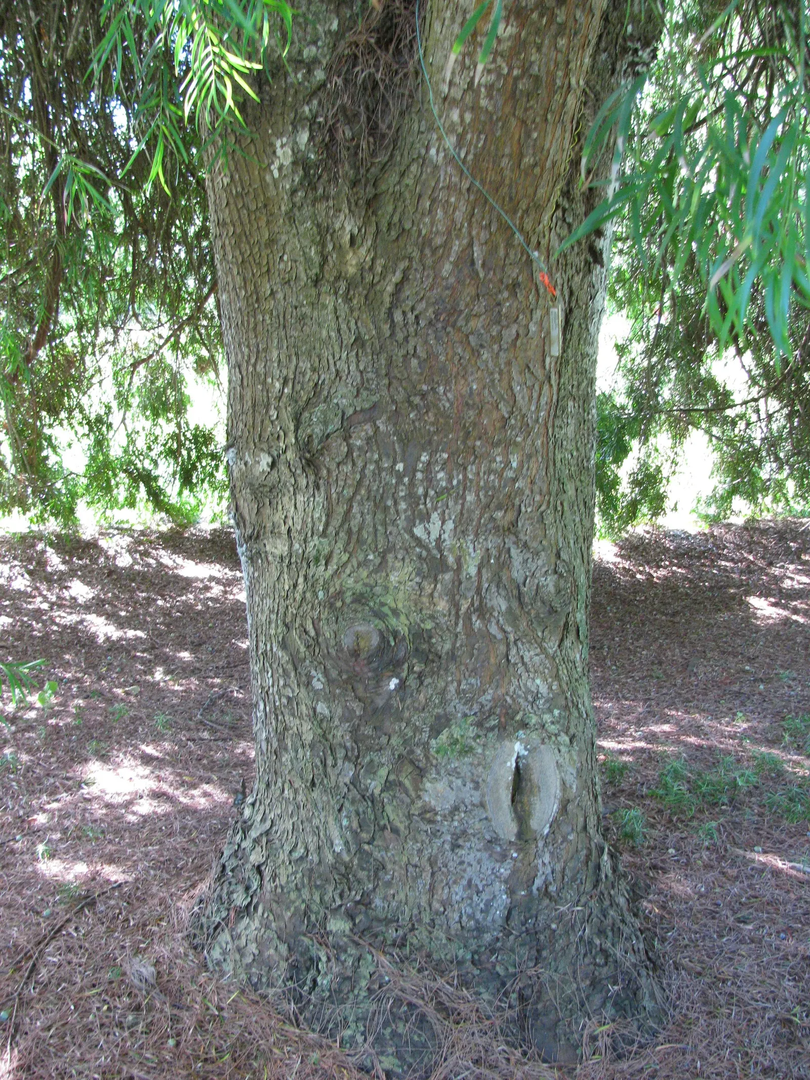 Yew Pine (Podocarpus Macrophyllus) — which can grow up to 4 inches long; its slender, leathery leaves are dark green, providing year-round interest, image 69