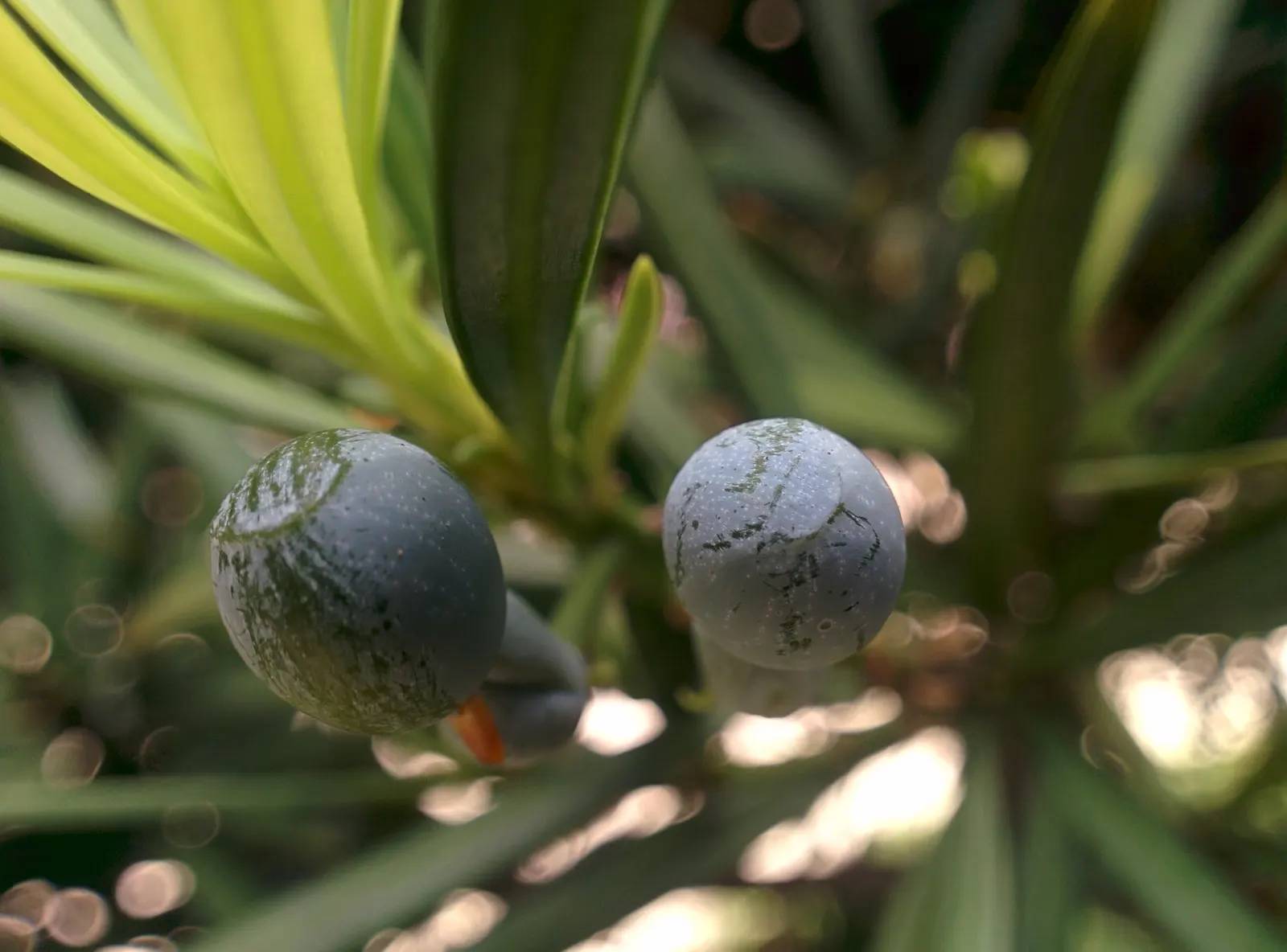 Yew Pine (Podocarpus Macrophyllus) — Yew Pine thrives in full to partial sunlight with well-draining soil; providing a steadfast backdrop to other, image 75
