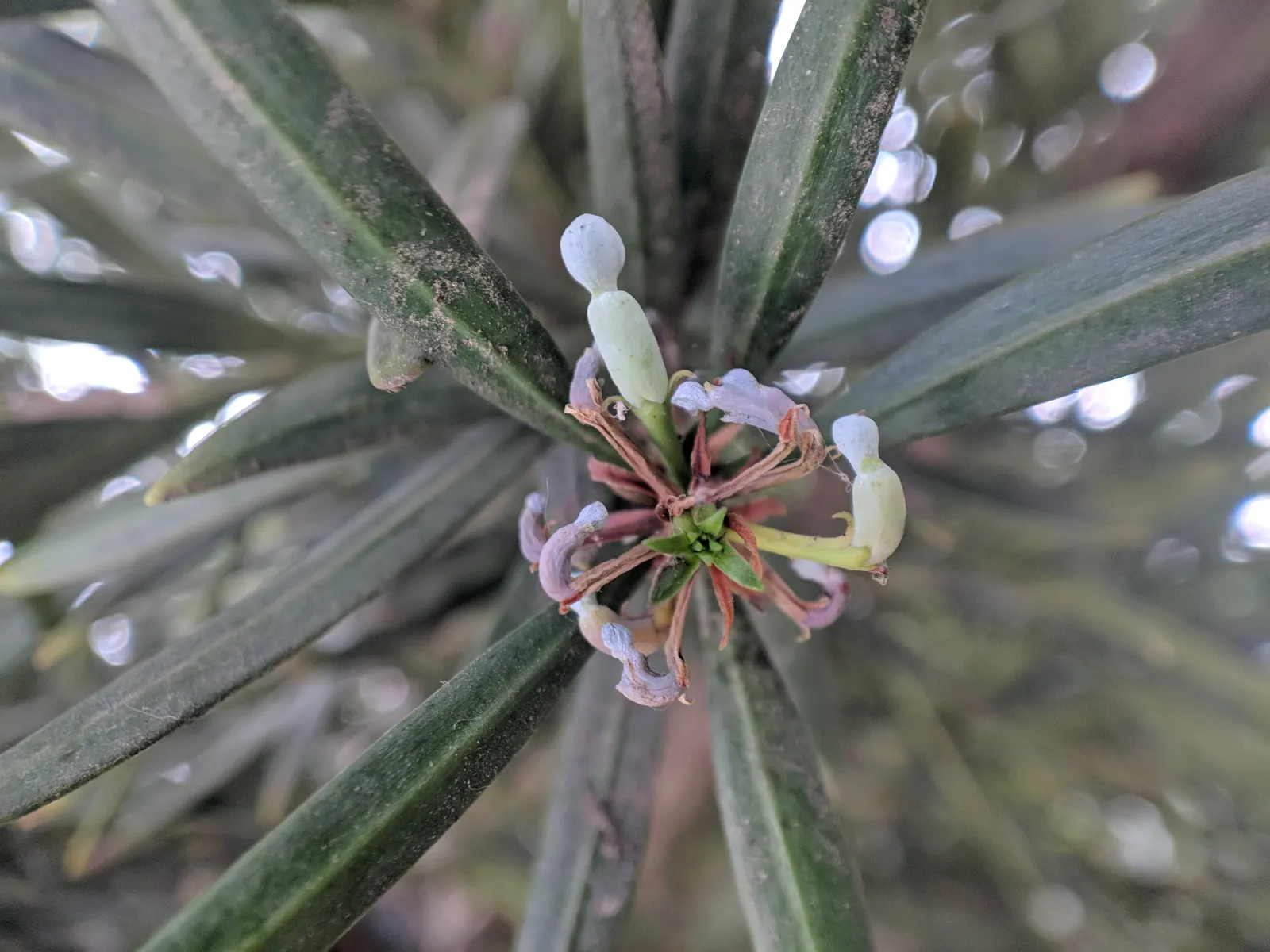 Yew Pine (Podocarpus Macrophyllus) — but with a more tolerant nature; consider its slow growth rate and potential size at maturity, image 100