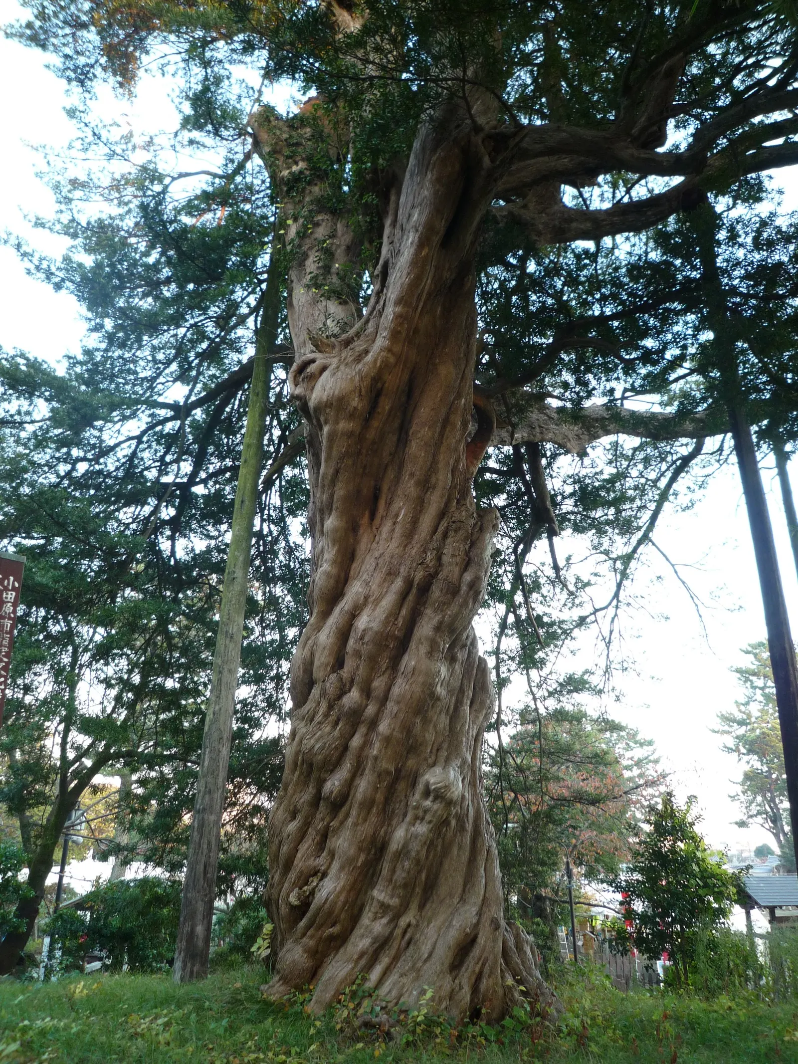 Yew Pine (Podocarpus Macrophyllus) — Once established, it's drought-tolerant, low maintenance, and pest-resistant; providing a steadfast backdrop to other