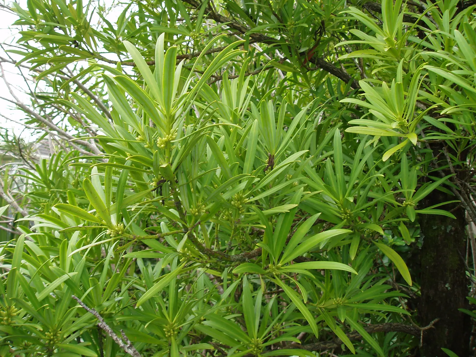 Yew Pine (Podocarpus Macrophyllus) — making it an ideal selection for hedges; providing a steadfast backdrop to other garden elements.<br><br>While, image 95