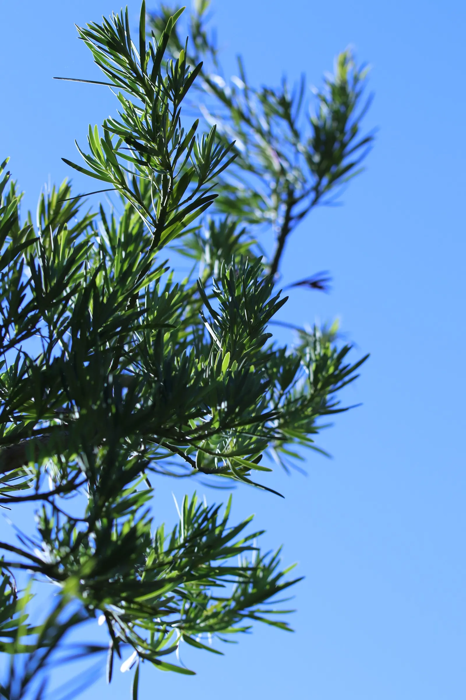Yew Pine (Podocarpus Macrophyllus) — with a spread of 3 to 4 feet