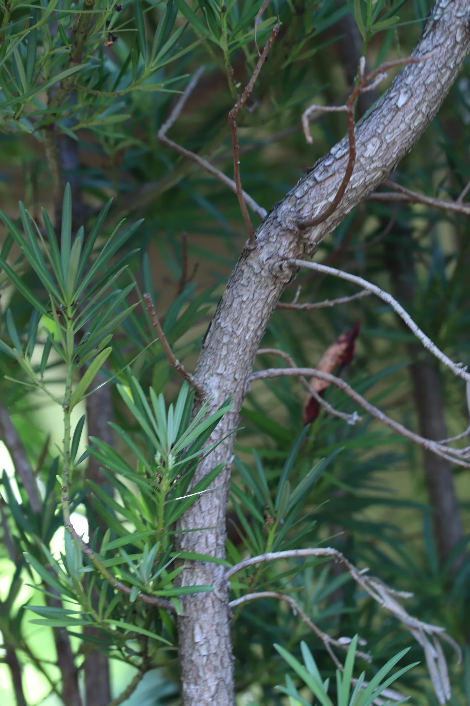 Yew Pine (Podocarpus Macrophyllus) — As you incorporate Yew Pine into your landscape