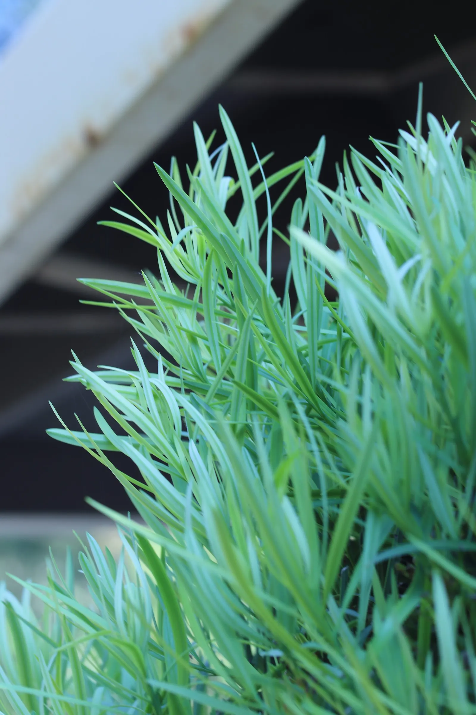 Yew Pine (Podocarpus Macrophyllus) — Once established, it's drought-tolerant, low maintenance, and pest-resistant