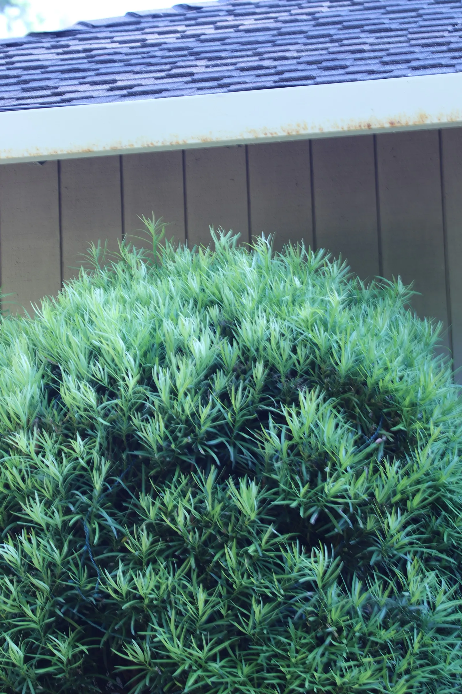 Yew Pine (Podocarpus Macrophyllus) — commonly known as Yew Pine