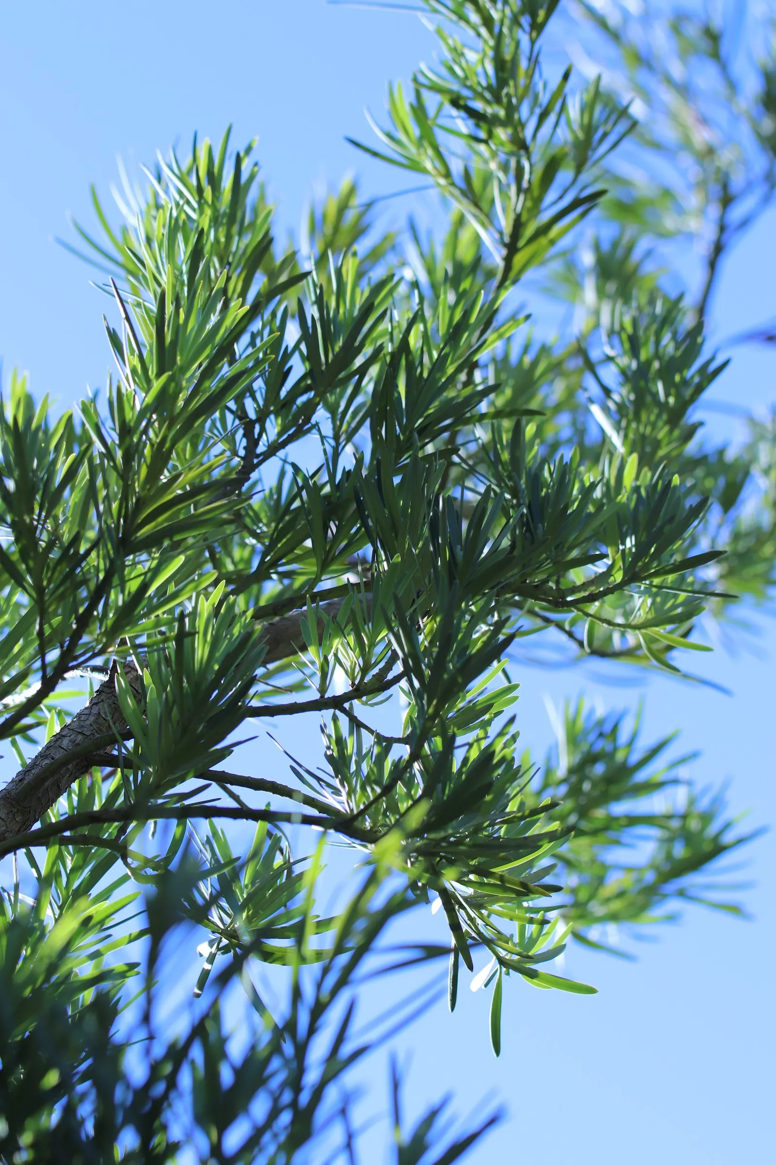 Yew Pine (Podocarpus Macrophyllus) — is a versatile and slow-growing evergreen conifer that is an exemplary choice for a refined landscape design