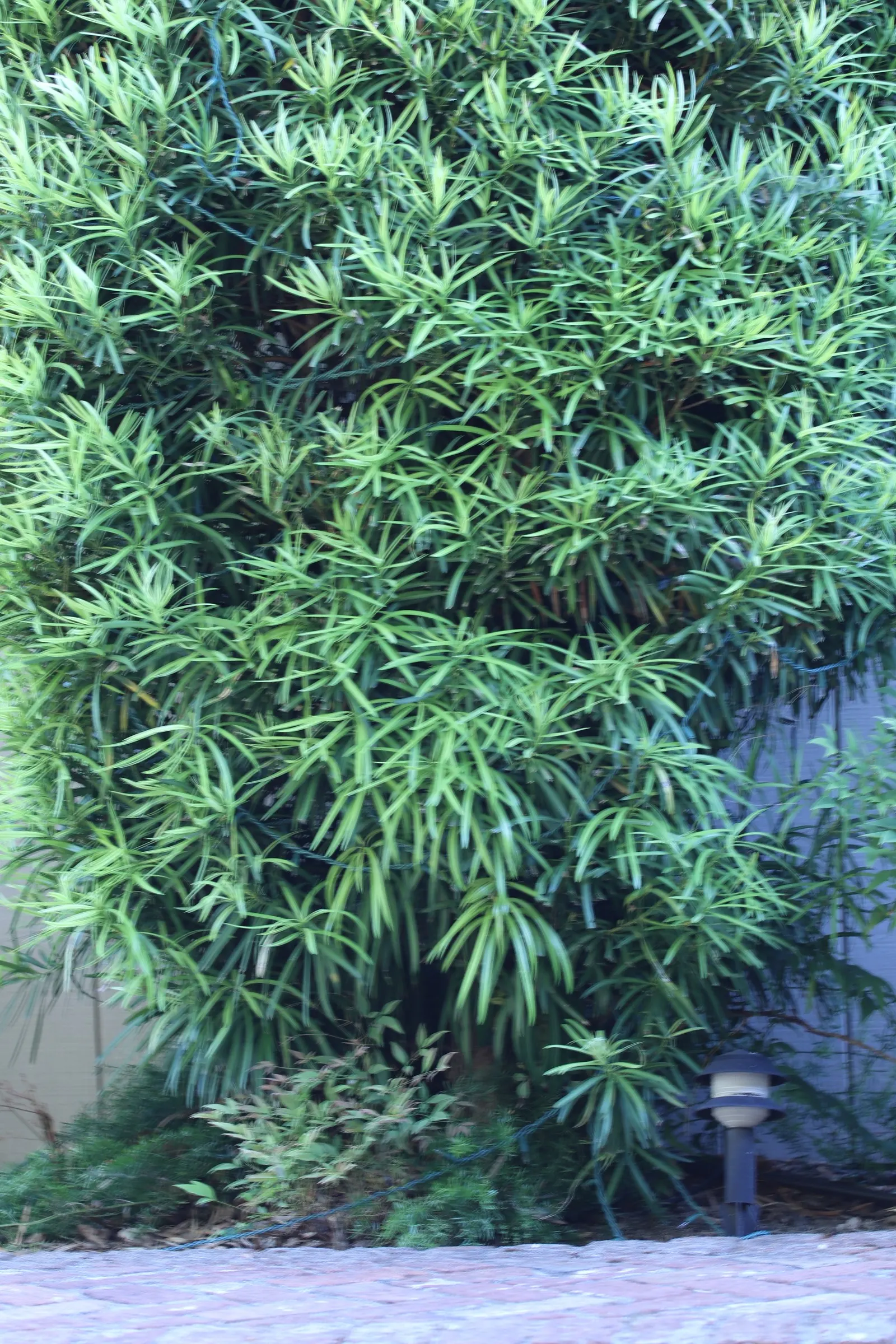 Yew Pine (Podocarpus Macrophyllus) — making it an ideal selection for hedges