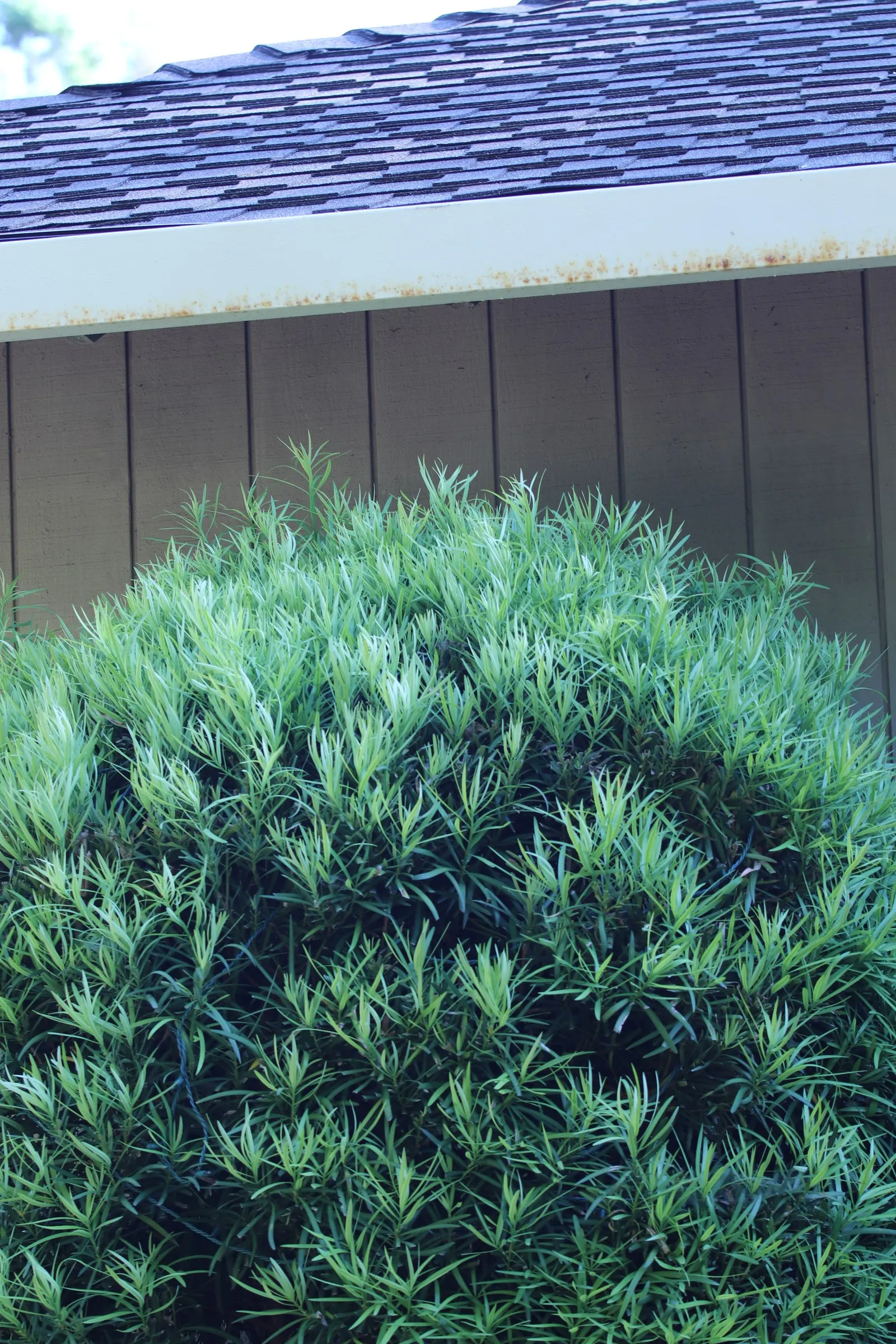 Yew Pine (Podocarpus Macrophyllus) — this plant is low-maintenance