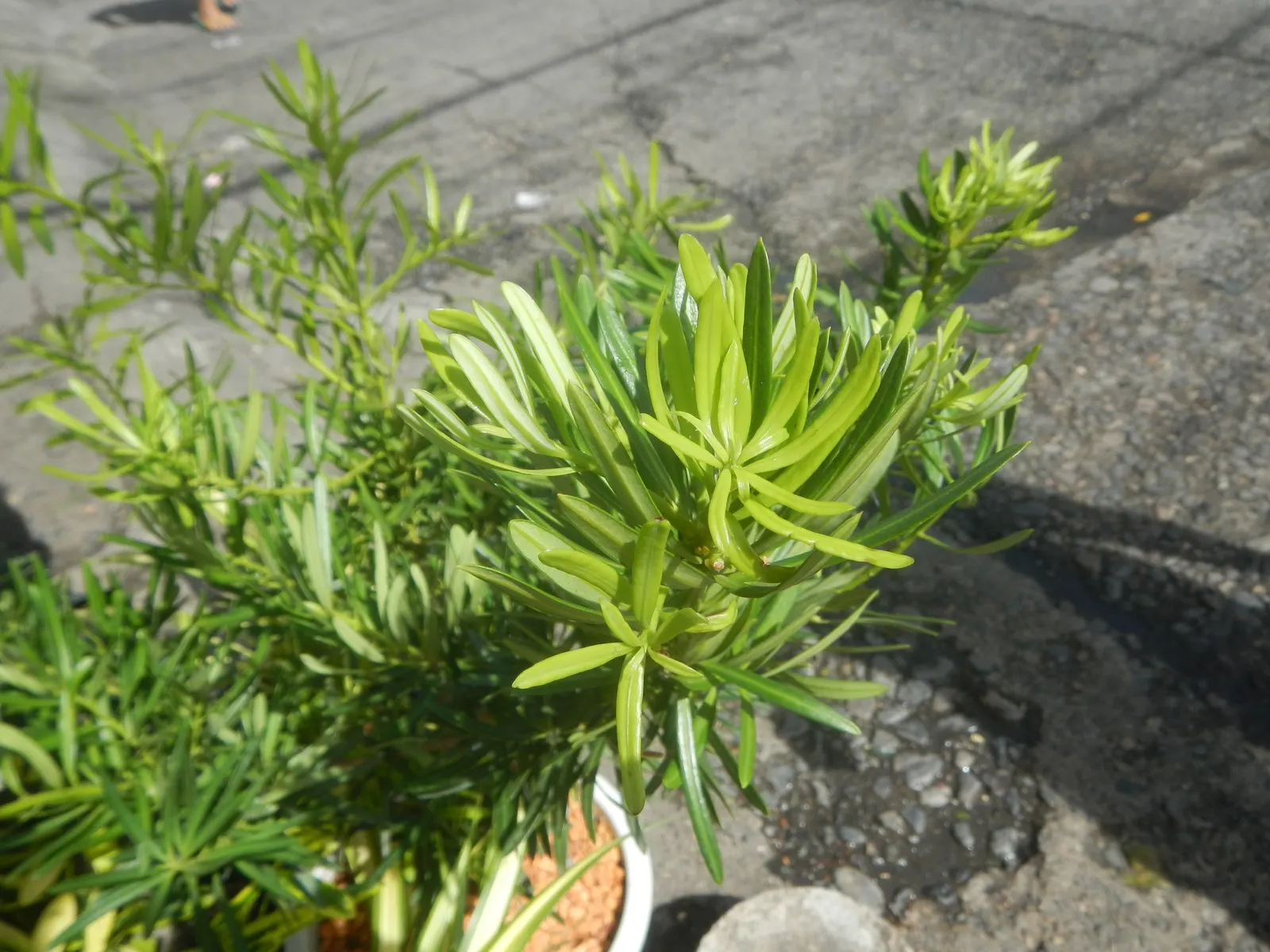 Yew Pine (Podocarpus Macrophyllus) — soft texture synonymous with traditional yews