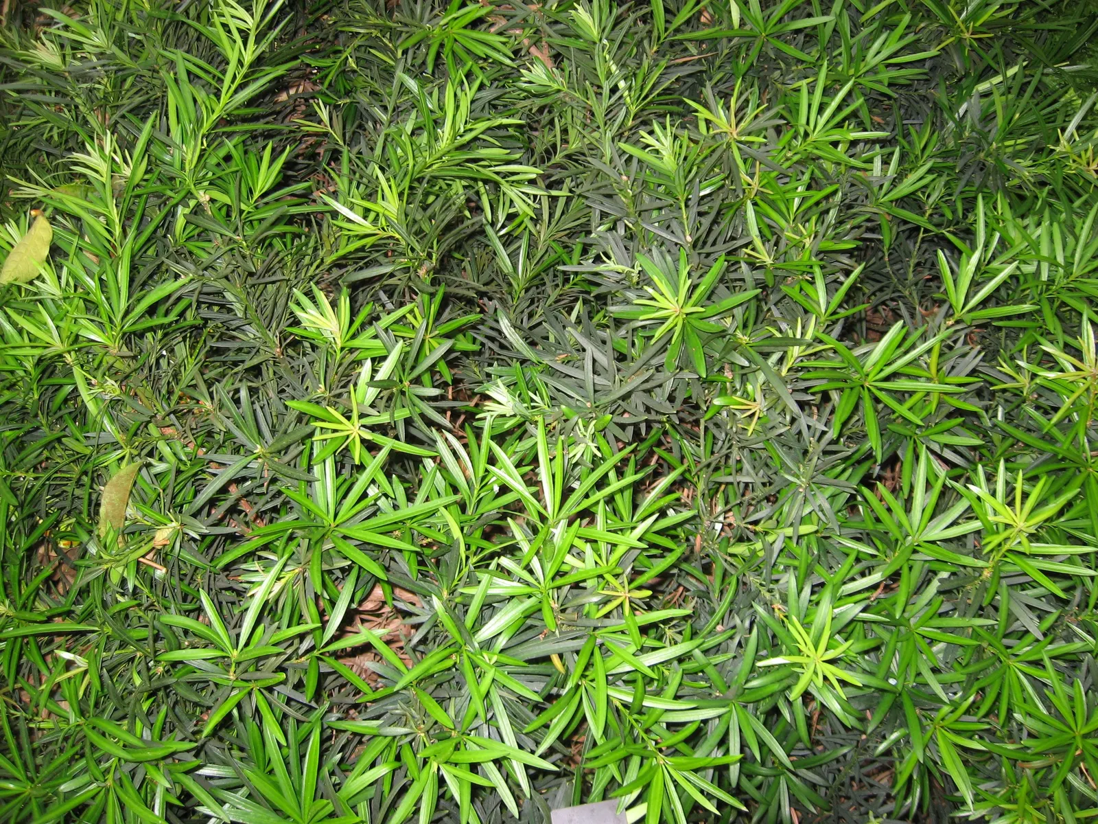 Yew Pine (Podocarpus Macrophyllus) — This elegant evergreen will provide year-round visual interest and structure to any garden space; providing a, image 83