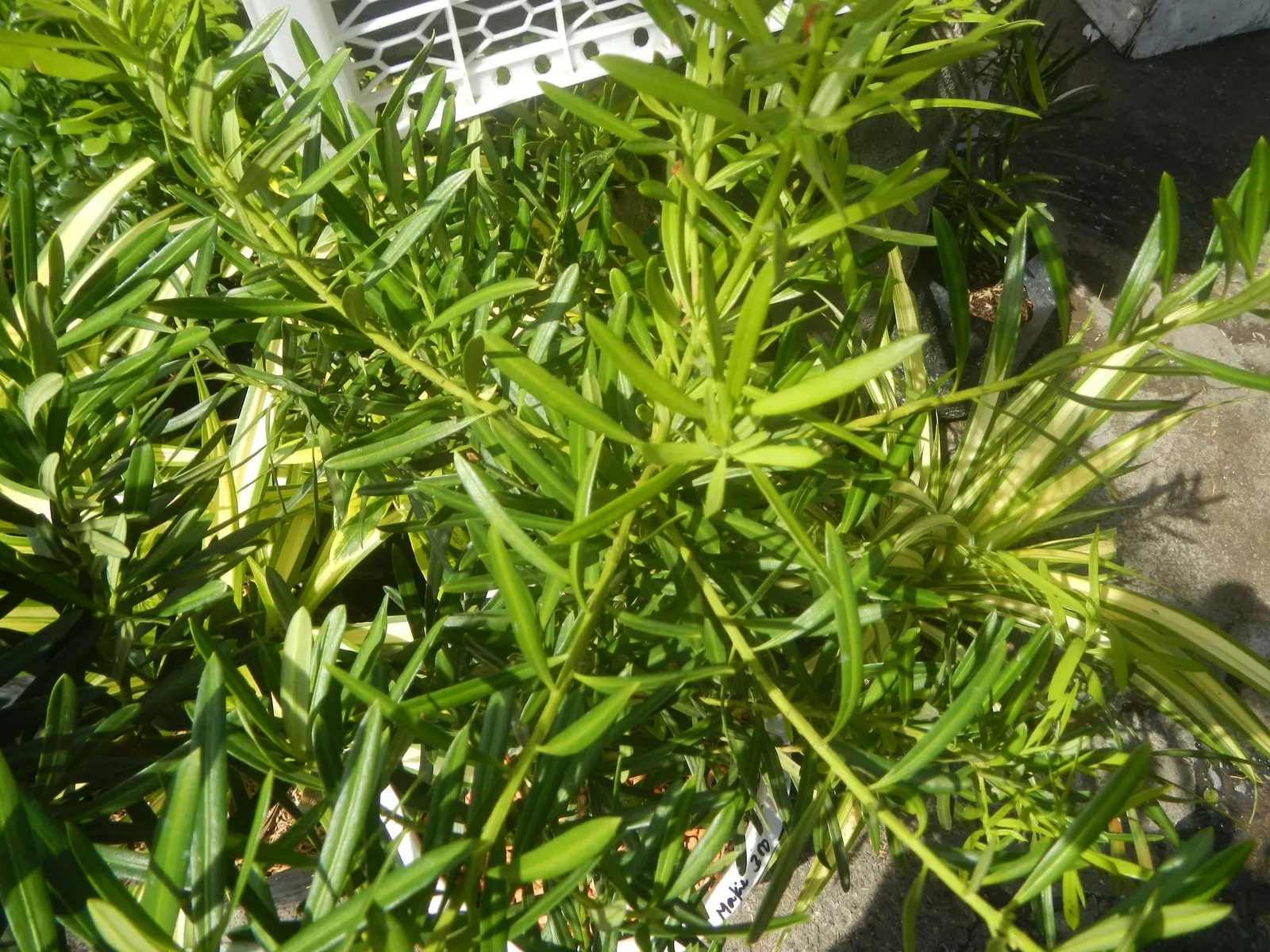 Yew Pine (Podocarpus Macrophyllus) — Once established, it's drought-tolerant, low maintenance, and pest-resistant; providing a steadfast backdrop, image 91