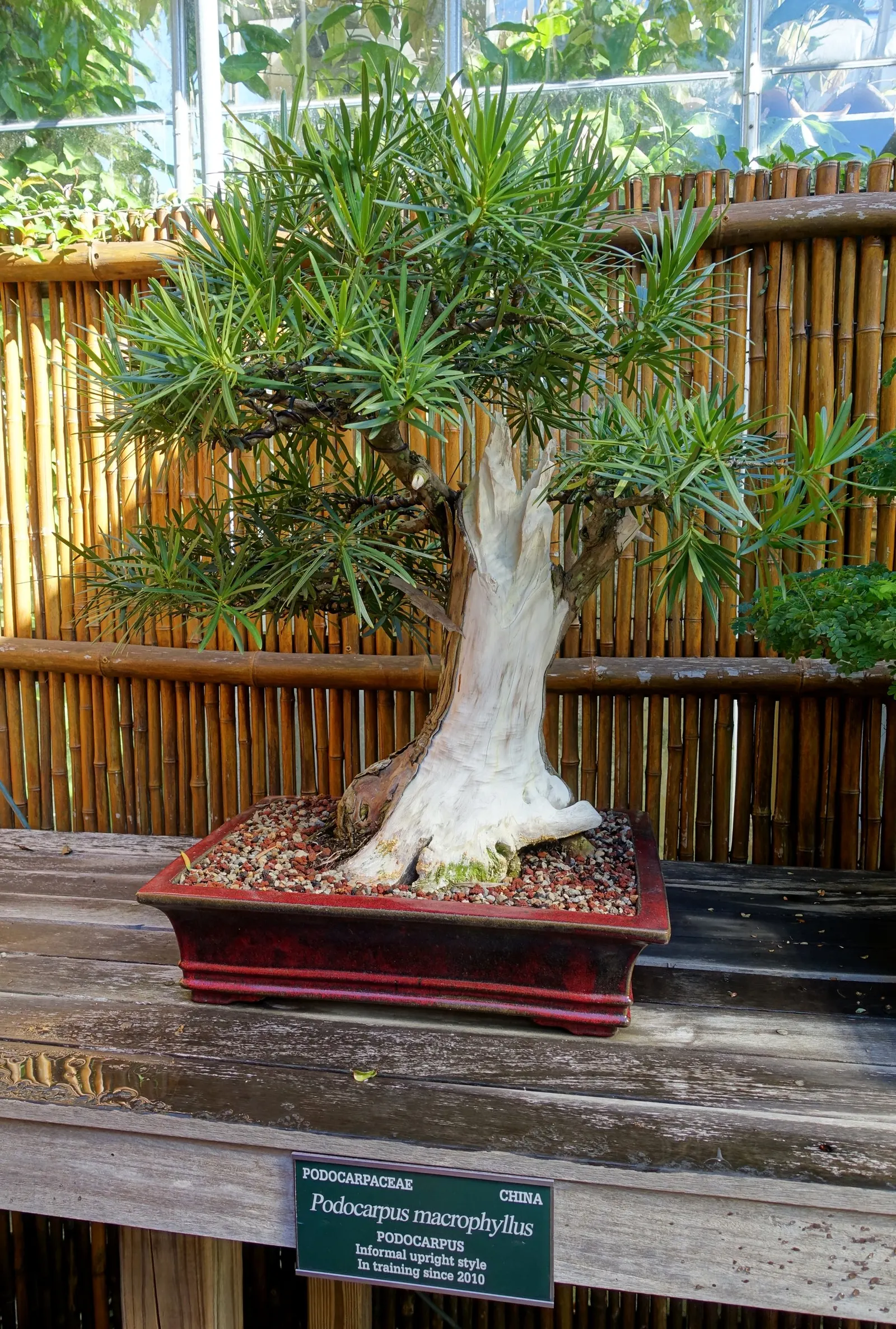 Yew Pine (Podocarpus Macrophyllus) — Adaptable but prefers well-drained soils; full sun to partial shade; making it an ideal selection for hedges, image 90