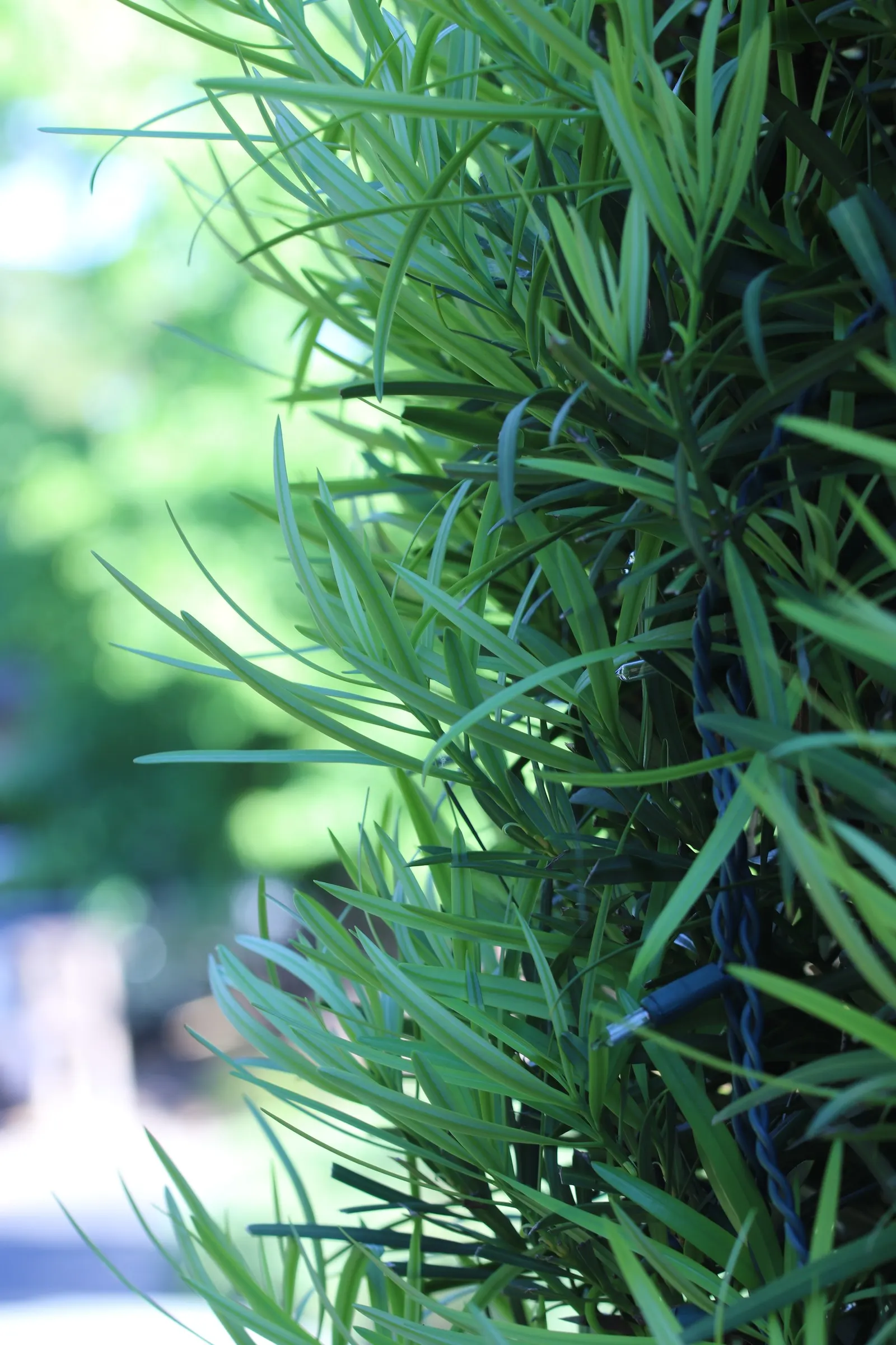 Yew Pine (Podocarpus Macrophyllus) — Yew Pine thrives in full to partial sunlight with well-draining soil