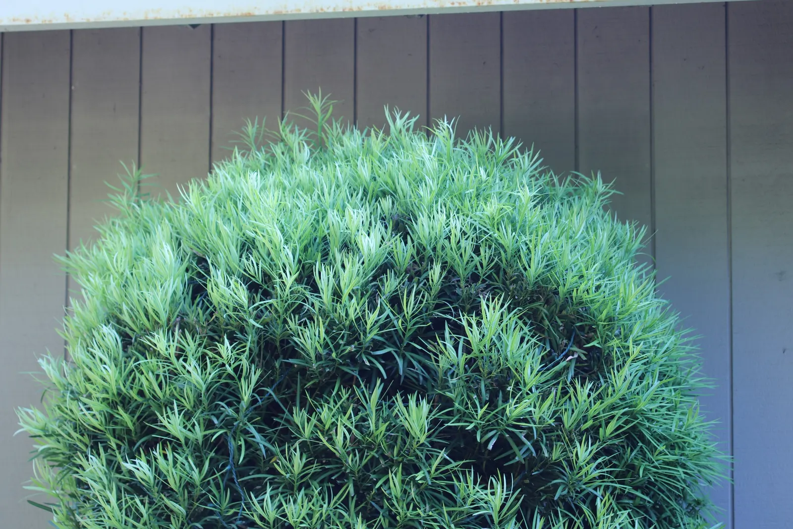 Yew Pine (Podocarpus Macrophyllus) — or foundation plantings.<br><br>Noted for its dark green