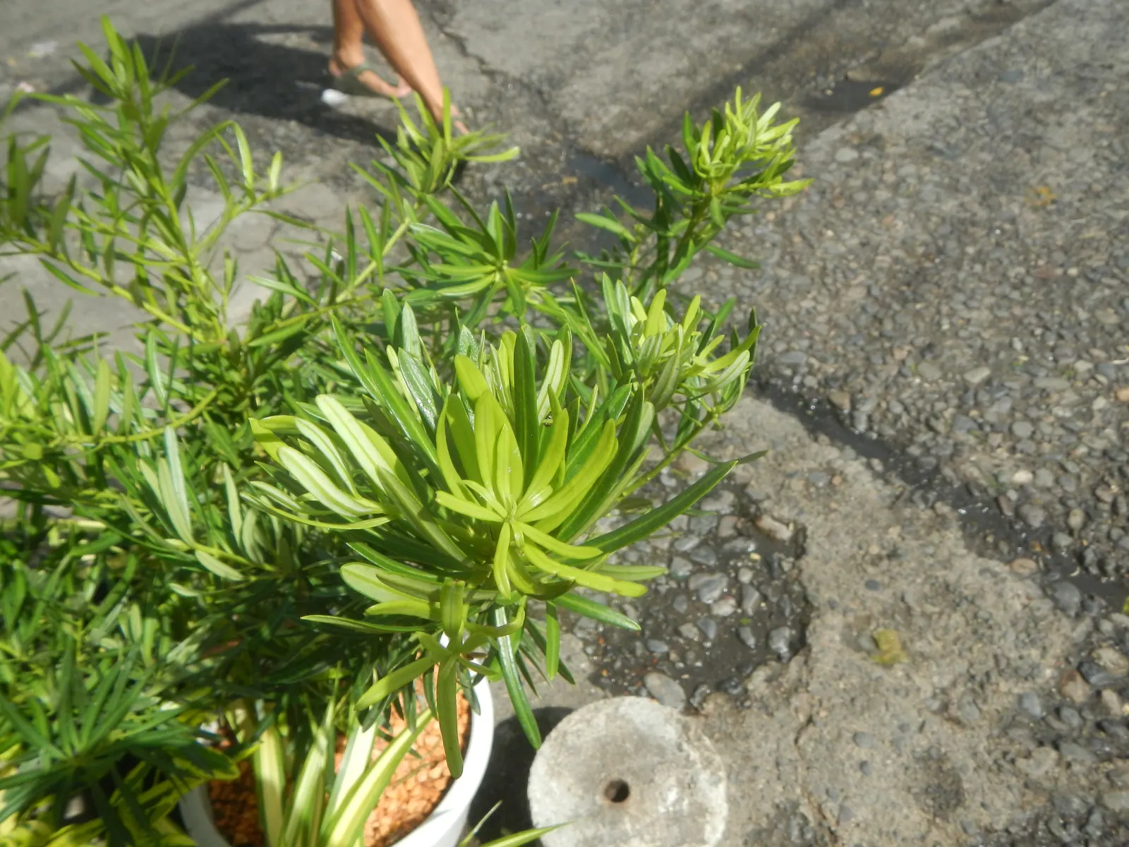 Yew Pine (Podocarpus Macrophyllus) — The foliage is deceptively soft to the touch and maintains its robust color year-round; its slender, leathery, image 73