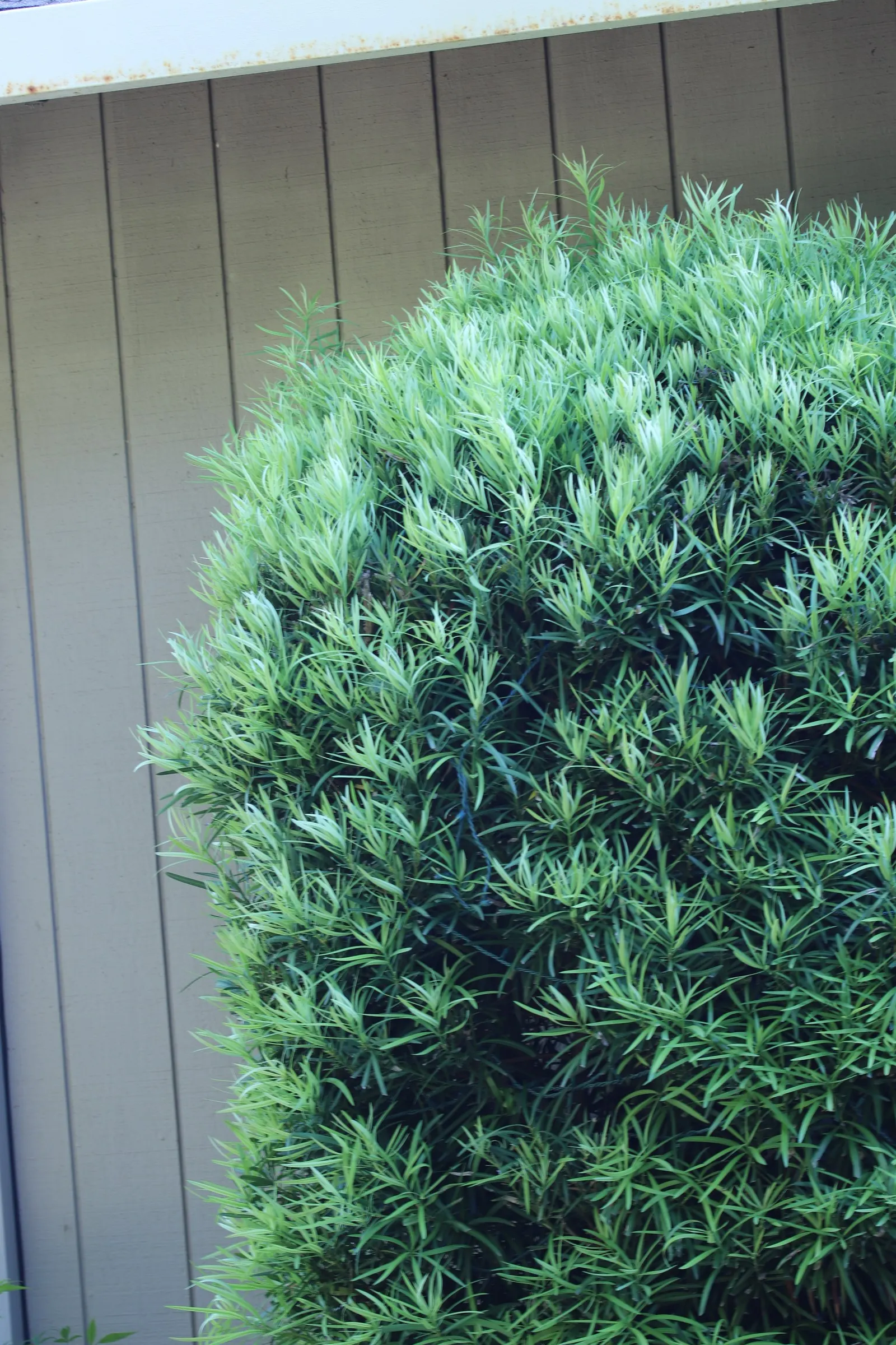 Yew Pine (Podocarpus Macrophyllus) — The foliage is deceptively soft to the touch and maintains its robust color year-round