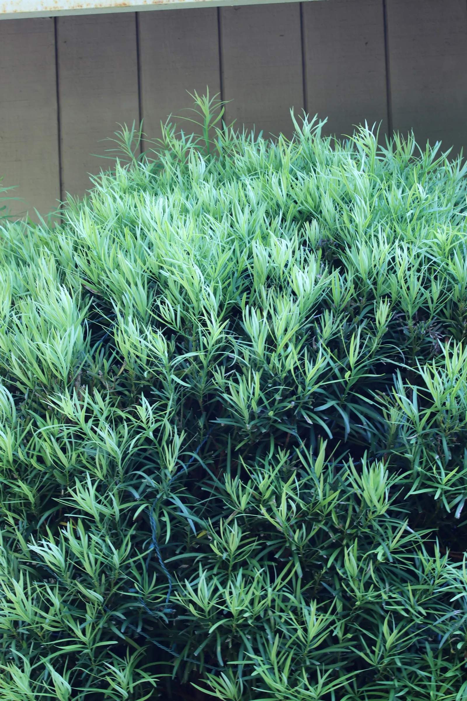 Yew Pine (Podocarpus Macrophyllus) — Adaptable but prefers well-drained soils; full sun to partial shade