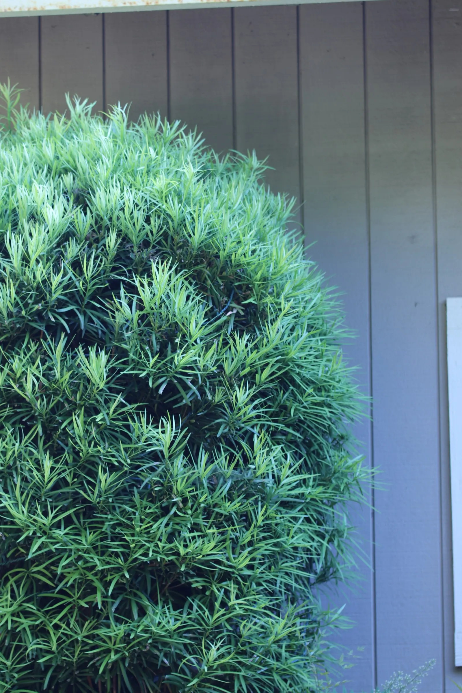 Yew Pine (Podocarpus Macrophyllus) — evergreen shrub achieving heights of 8 to 10 feet