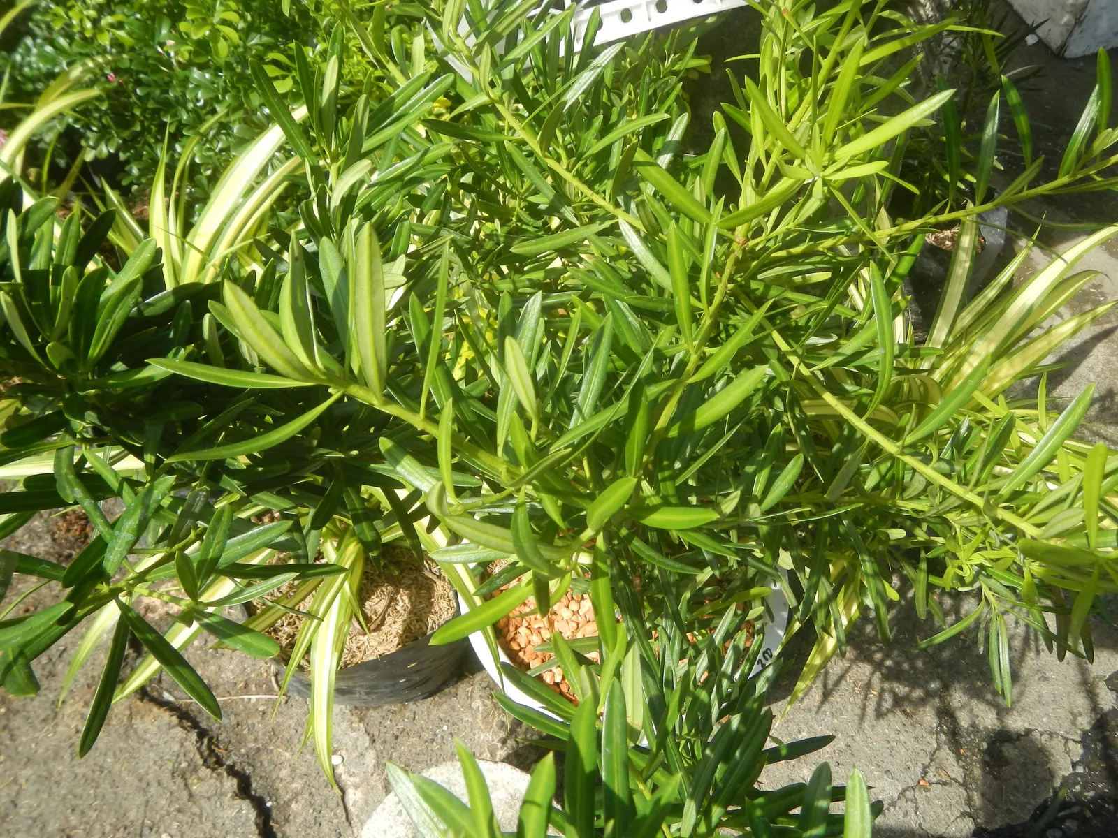 Yew Pine (Podocarpus Macrophyllus) — the Yew Pine exudes a dense