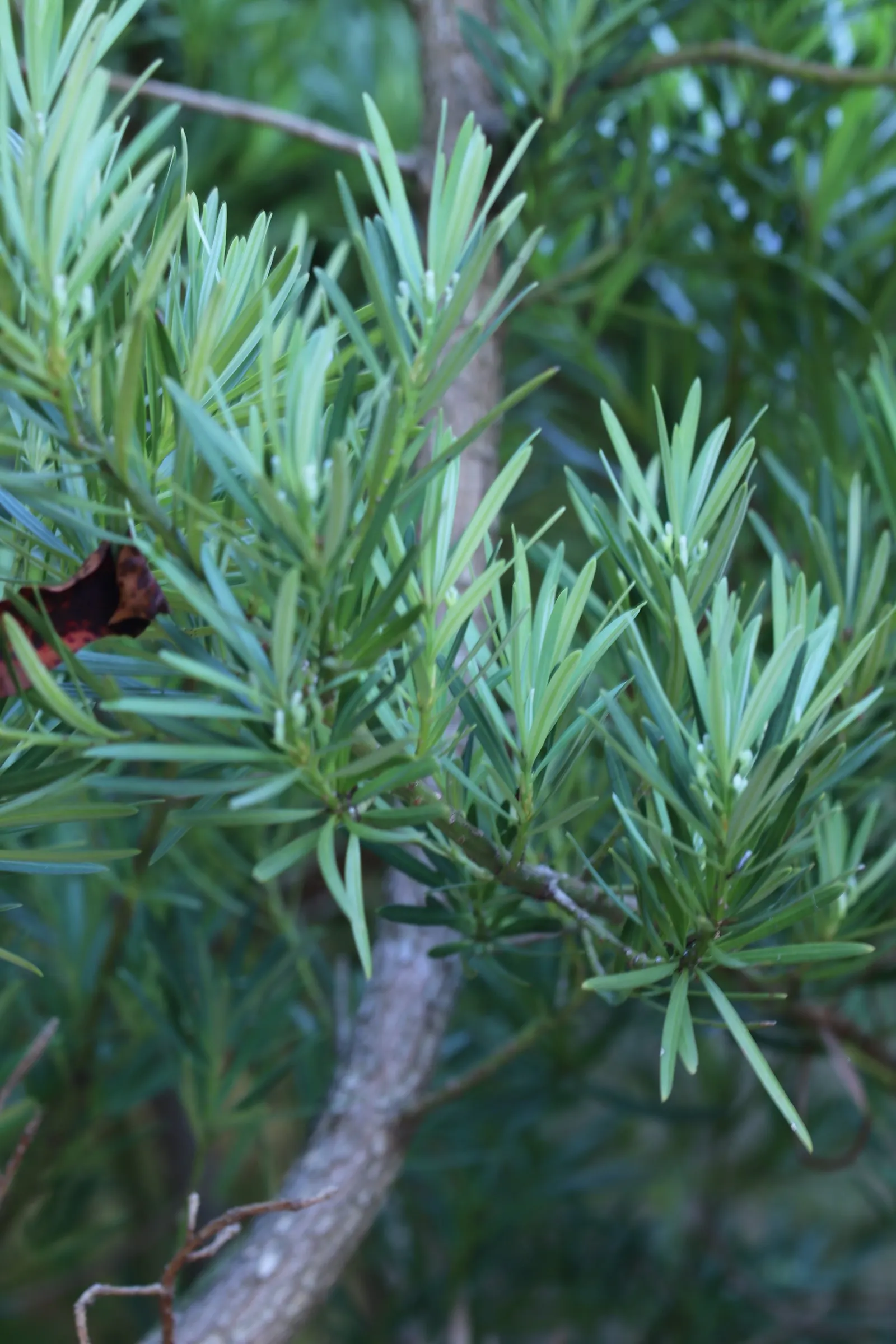 Yew Pine (Podocarpus Macrophyllus) — allowing it the space to flourish without the need for frequent trimming