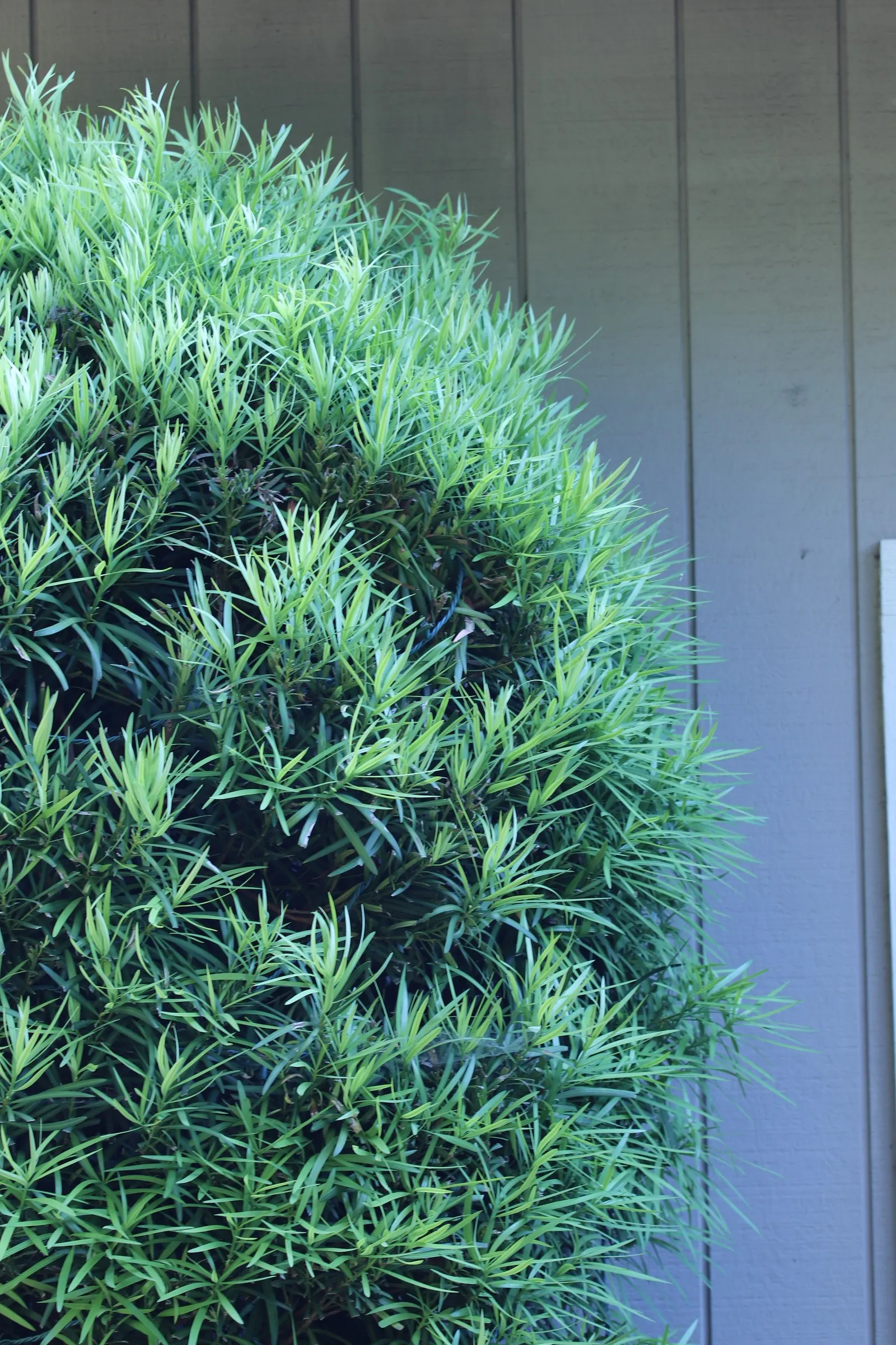 Yew Pine (Podocarpus Macrophyllus) — providing a steadfast backdrop to other garden elements.<br><br>While hardy in USDA zones 7 through 11