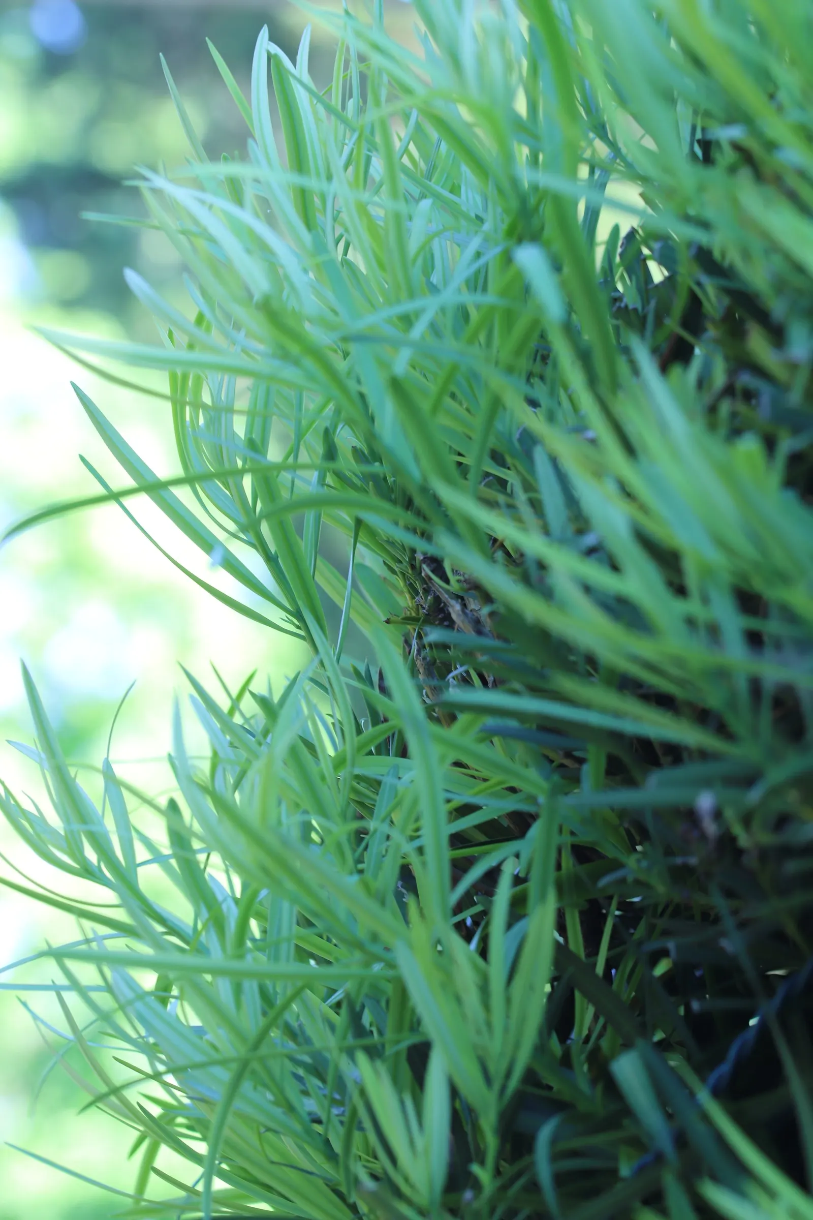 Yew Pine (Podocarpus Macrophyllus) — When it comes to irrigation