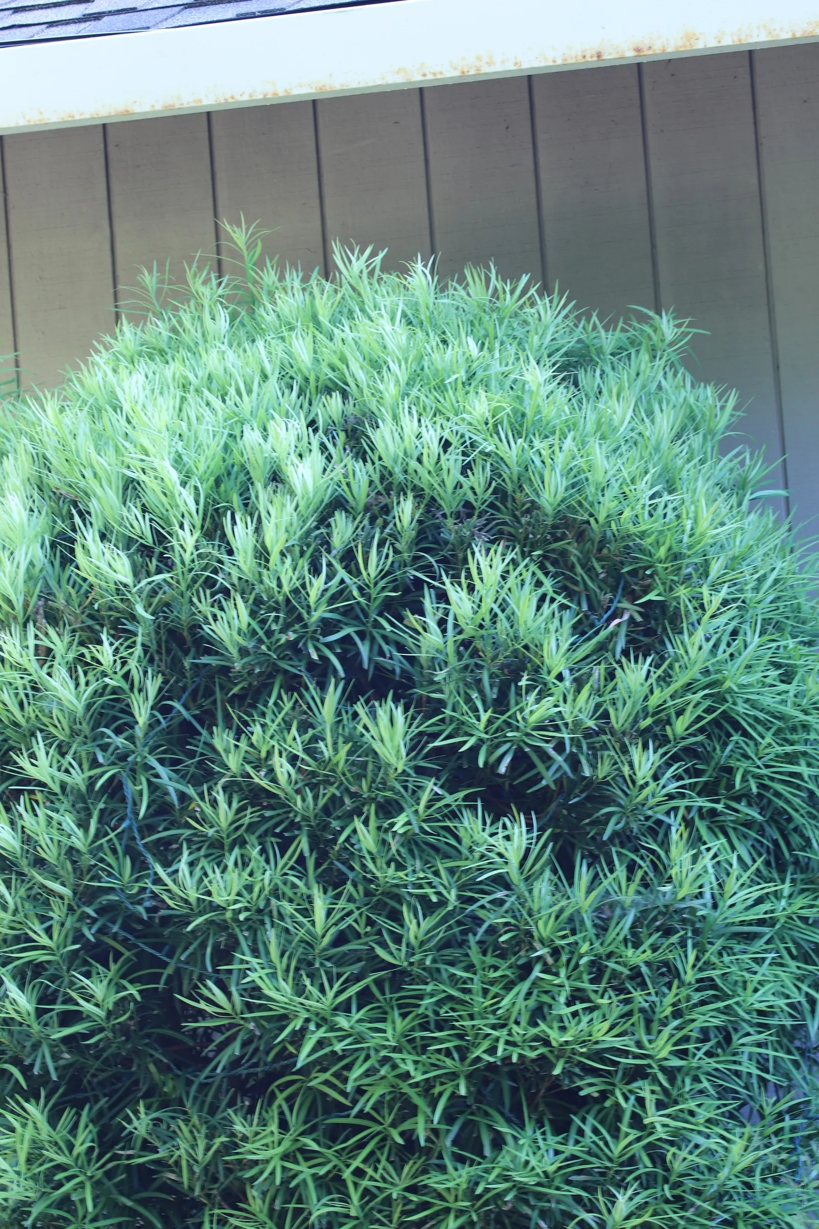 Yew Pine (Podocarpus Macrophyllus) — but this should be done with care to preserve its natural form