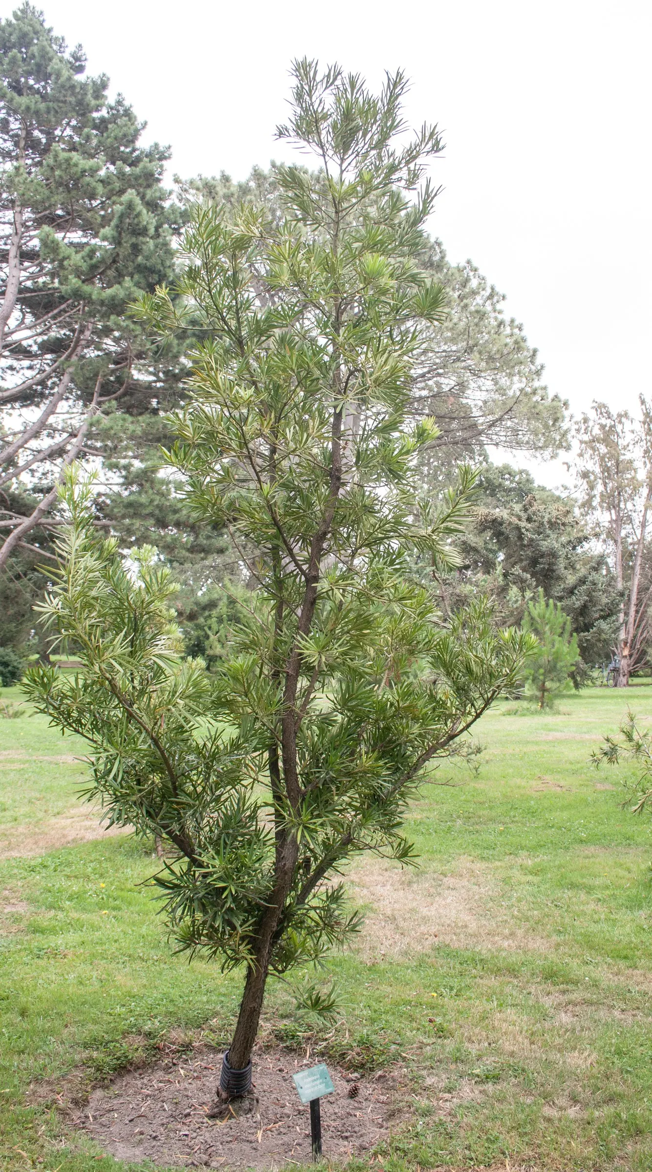 Yew Pine (Podocarpus Macrophyllus) — but with a more tolerant nature