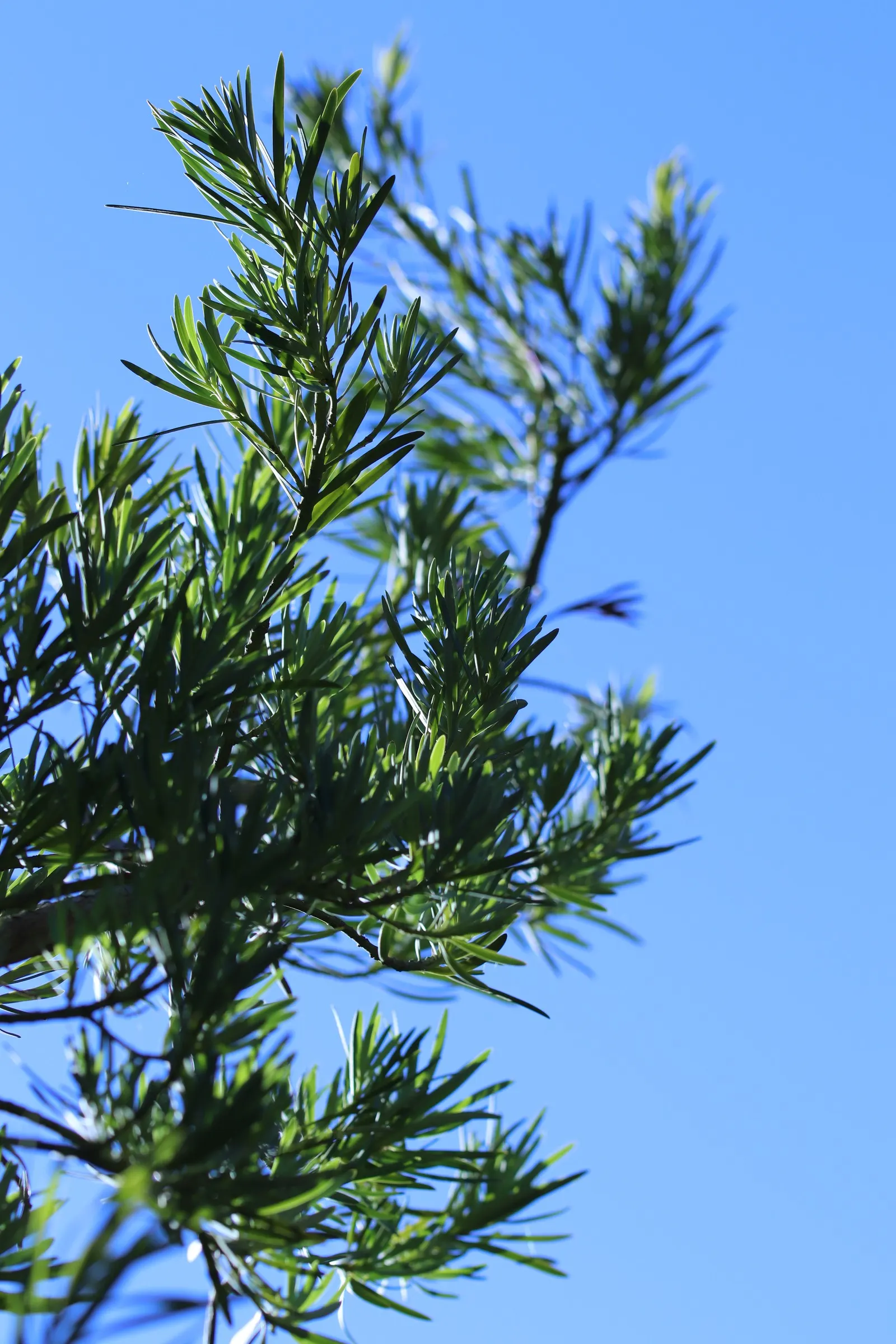 Yew Pine (Podocarpus Macrophyllus) — which can grow up to 4 inches long