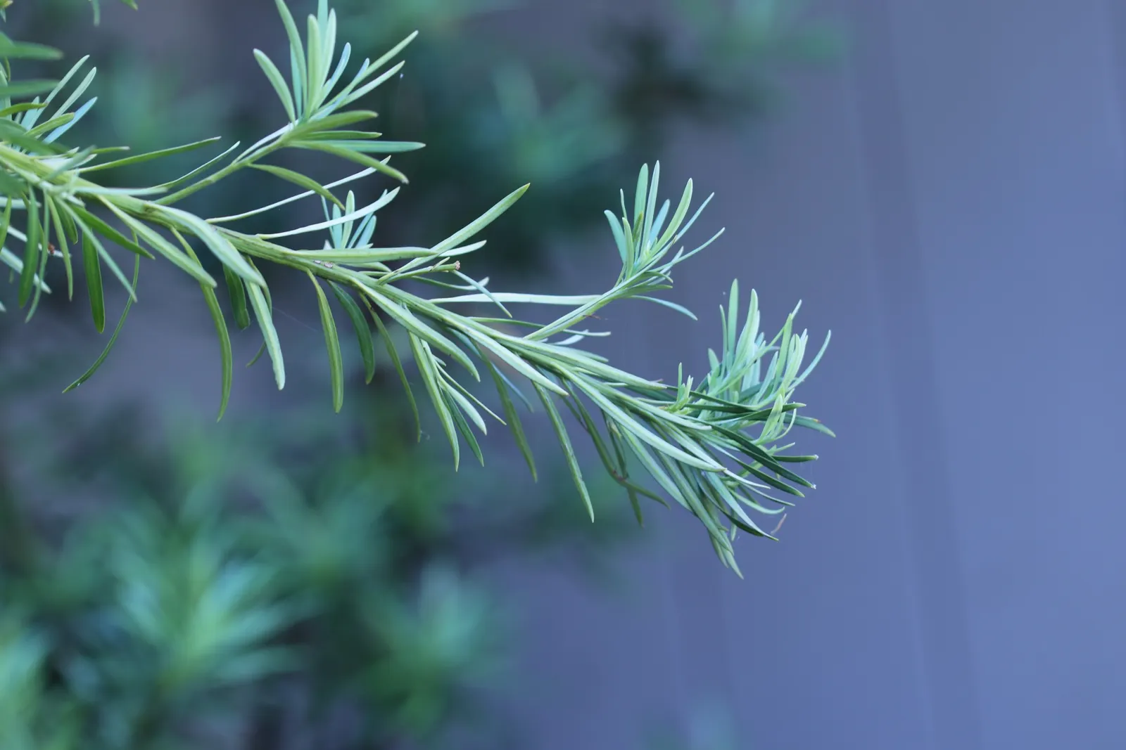 Yew Pine (Podocarpus Macrophyllus) — requiring only moderate watering once established
