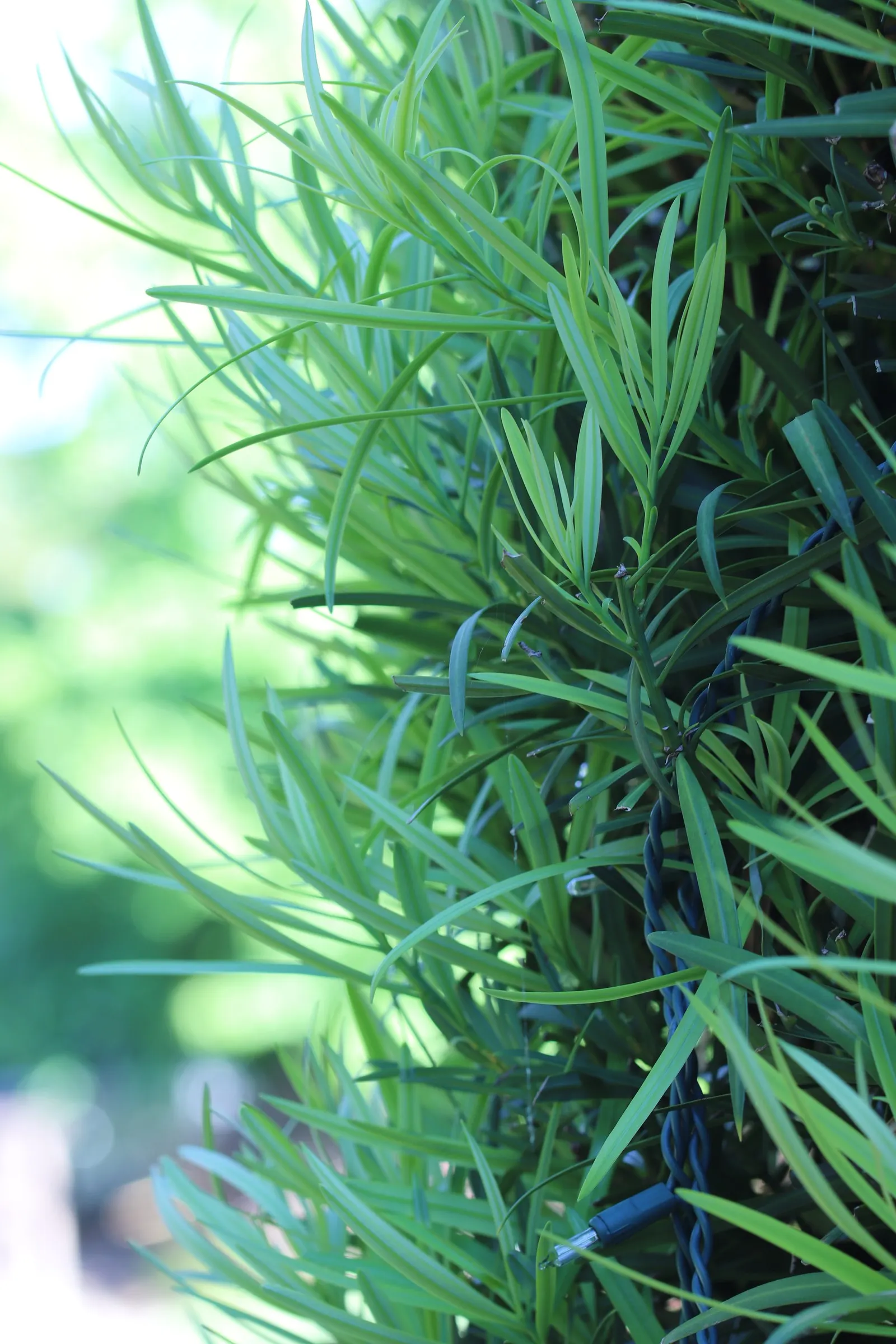 Yew Pine (Podocarpus Macrophyllus) — Its slender, leathery leaves are dark green, providing year-round interest