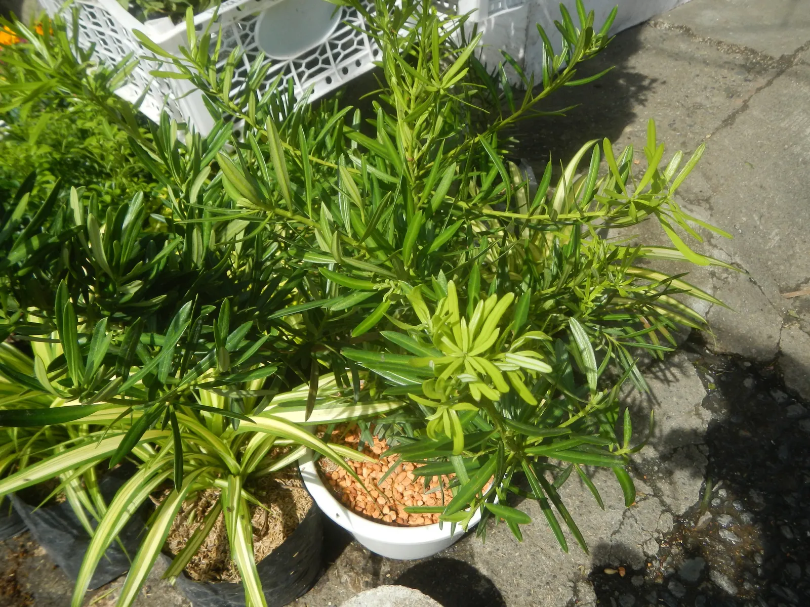 Yew Pine (Podocarpus Macrophyllus) — The foliage is deceptively soft to the touch and maintains its robust color year-round; its slender, leathery, image 101