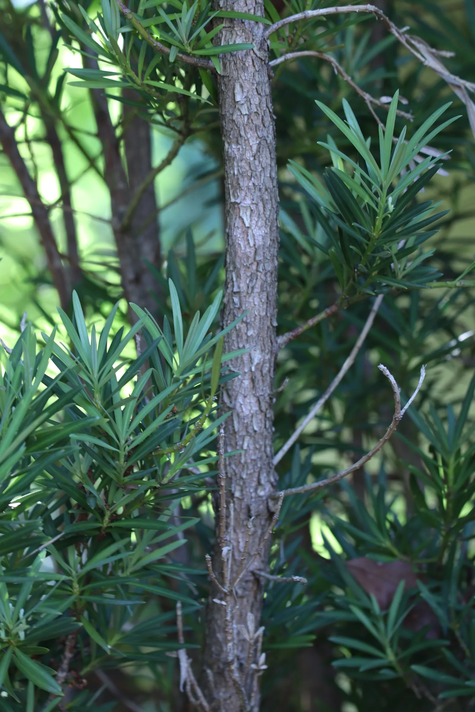 Yew Pine (Podocarpus Macrophyllus) — consider its slow growth rate and potential size at maturity