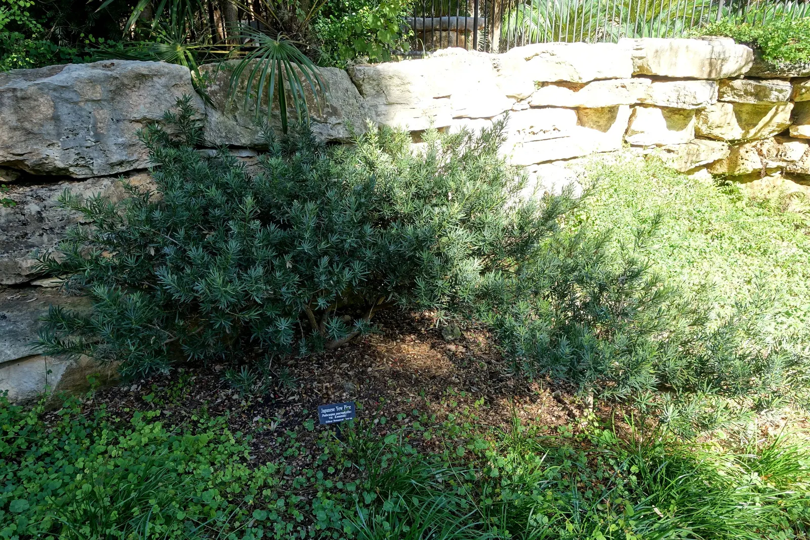 Yew Pine (Podocarpus Macrophyllus) — Ideal for hedges and screens, it thrives in USDA zones 7-11; its slender, leathery leaves are dark green, image 89