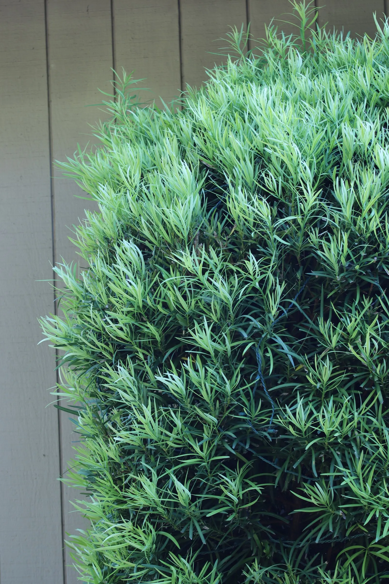 Yew Pine (Podocarpus Macrophyllus) — Often reaching heights between 8 to 10 feet and a spread of about 3 to 4 feet