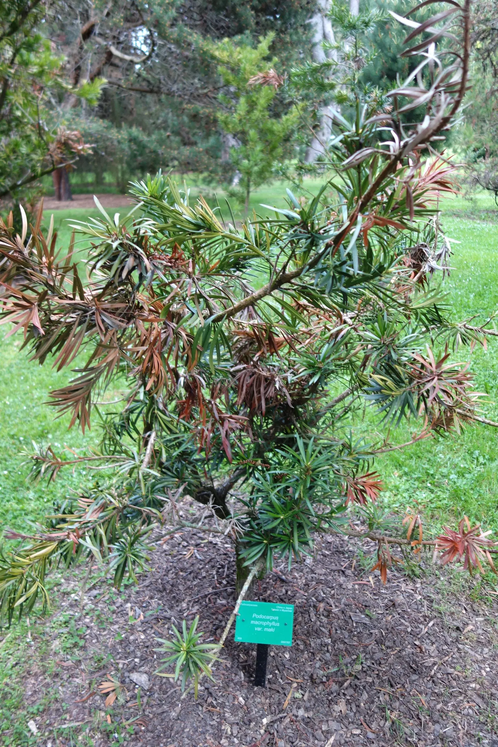 Yew Pine (Podocarpus Macrophyllus) — commonly known as Yew Pine; its slender, leathery leaves are dark green, providing year-round interest, image 85