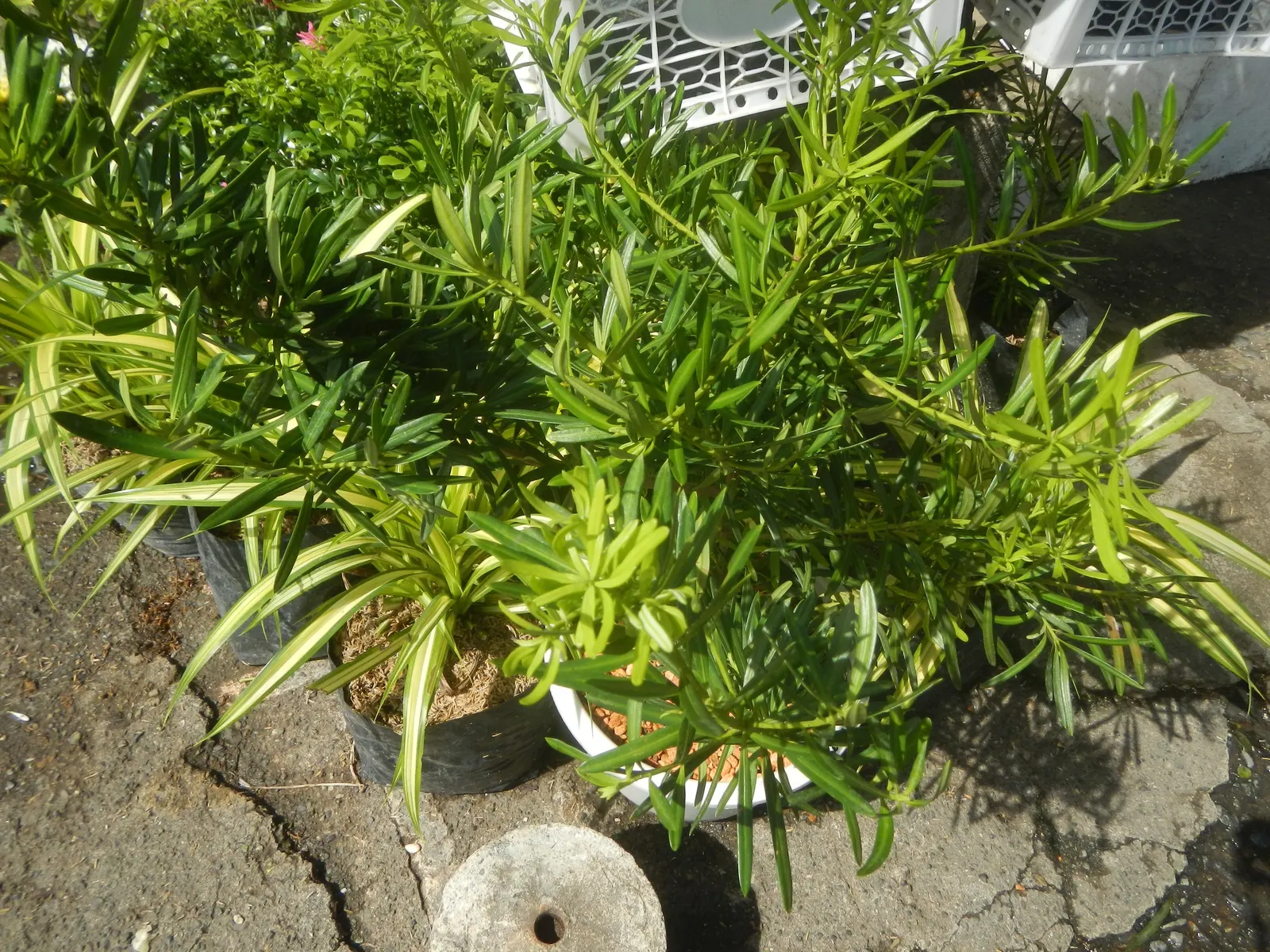 Yew Pine (Podocarpus Macrophyllus) — conifer / shrub / tree for full or half or shade; consider its slow growth rate and potential size at maturity, image 84