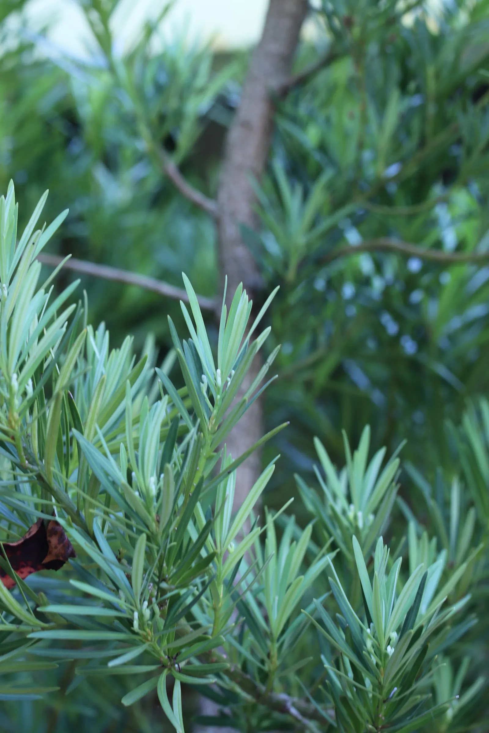 Yew Pine (Podocarpus Macrophyllus) — Ideal for hedges and screens, it thrives in USDA zones 7-11