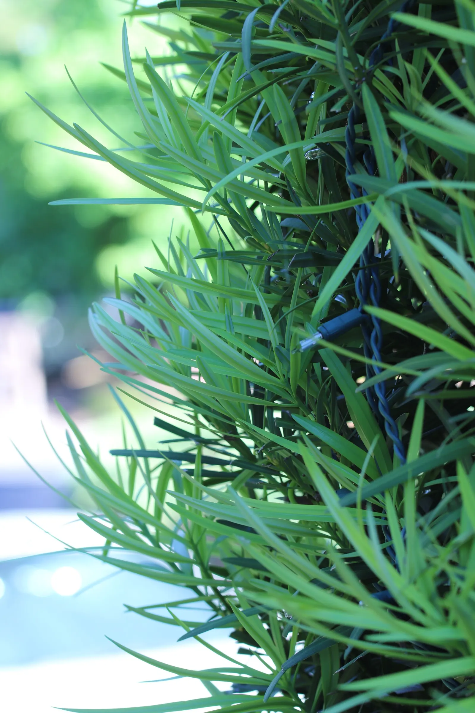 Yew Pine (Podocarpus Macrophyllus) — this columnar plant presents itself with a narrow silhouette