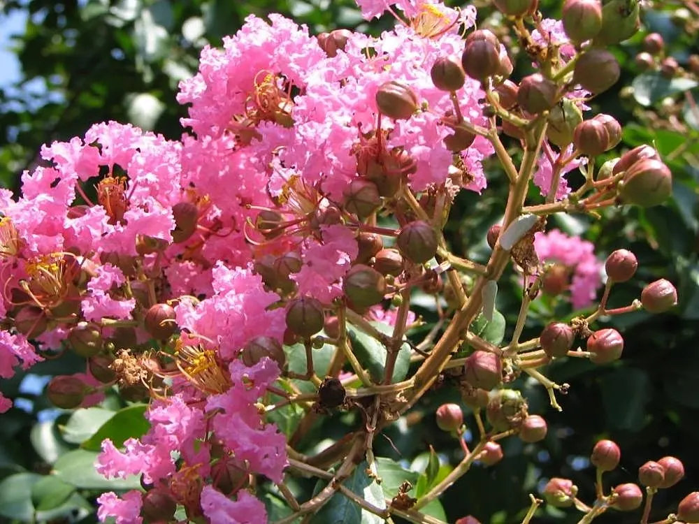 Potomac Crape Myrtle (Lagerstroemia Indica 'Potomac') — Celebrated for its voluminous clusters of pink blossoms lasting mid-summer to fall