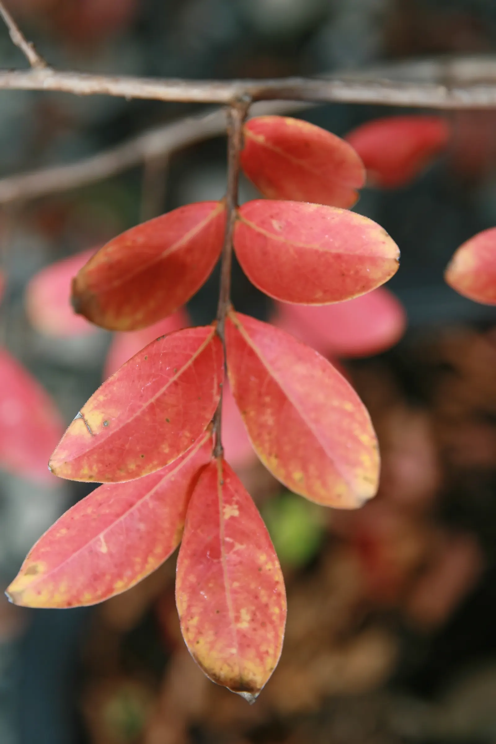 Potomac Crape Myrtle (Lagerstroemia Indica 'Potomac') — making it an excellent focal or grouping choice for temperate landscapes