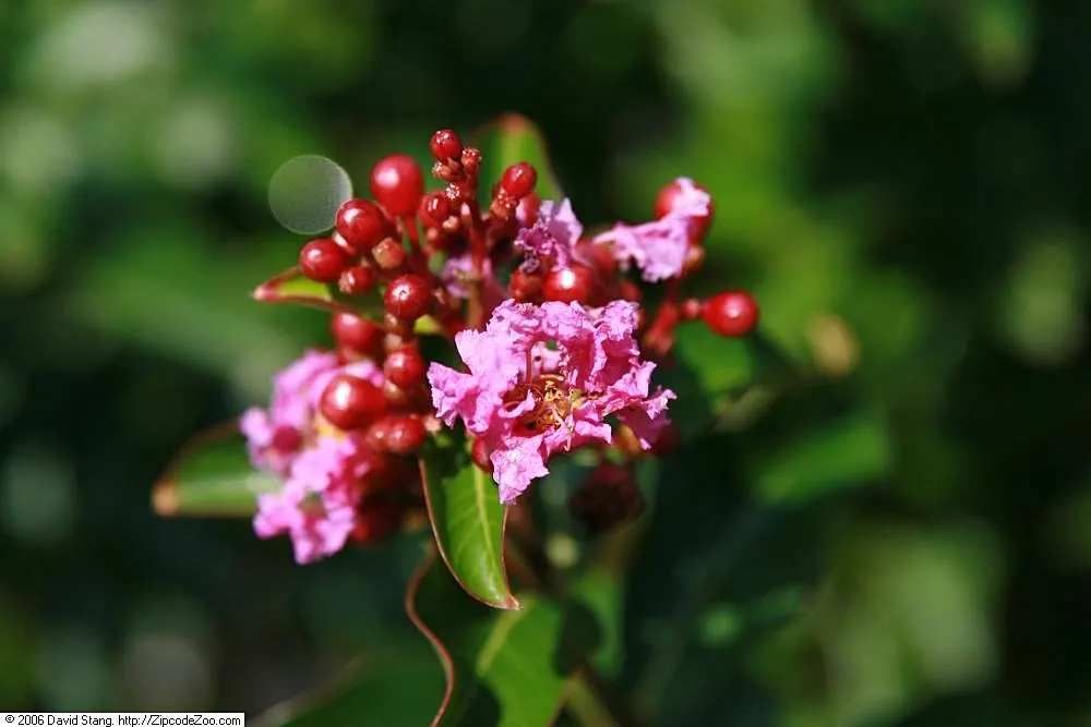 Potomac Crape Myrtle (Lagerstroemia Indica 'Potomac') — a renowned selection for anyone looking to add long-lasting summer color to their landscape design