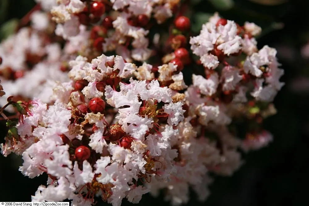 Potomac Crape Myrtle (Lagerstroemia Indica 'Potomac') — the Potomac Crape Myrtle presents an additional point of winter interest